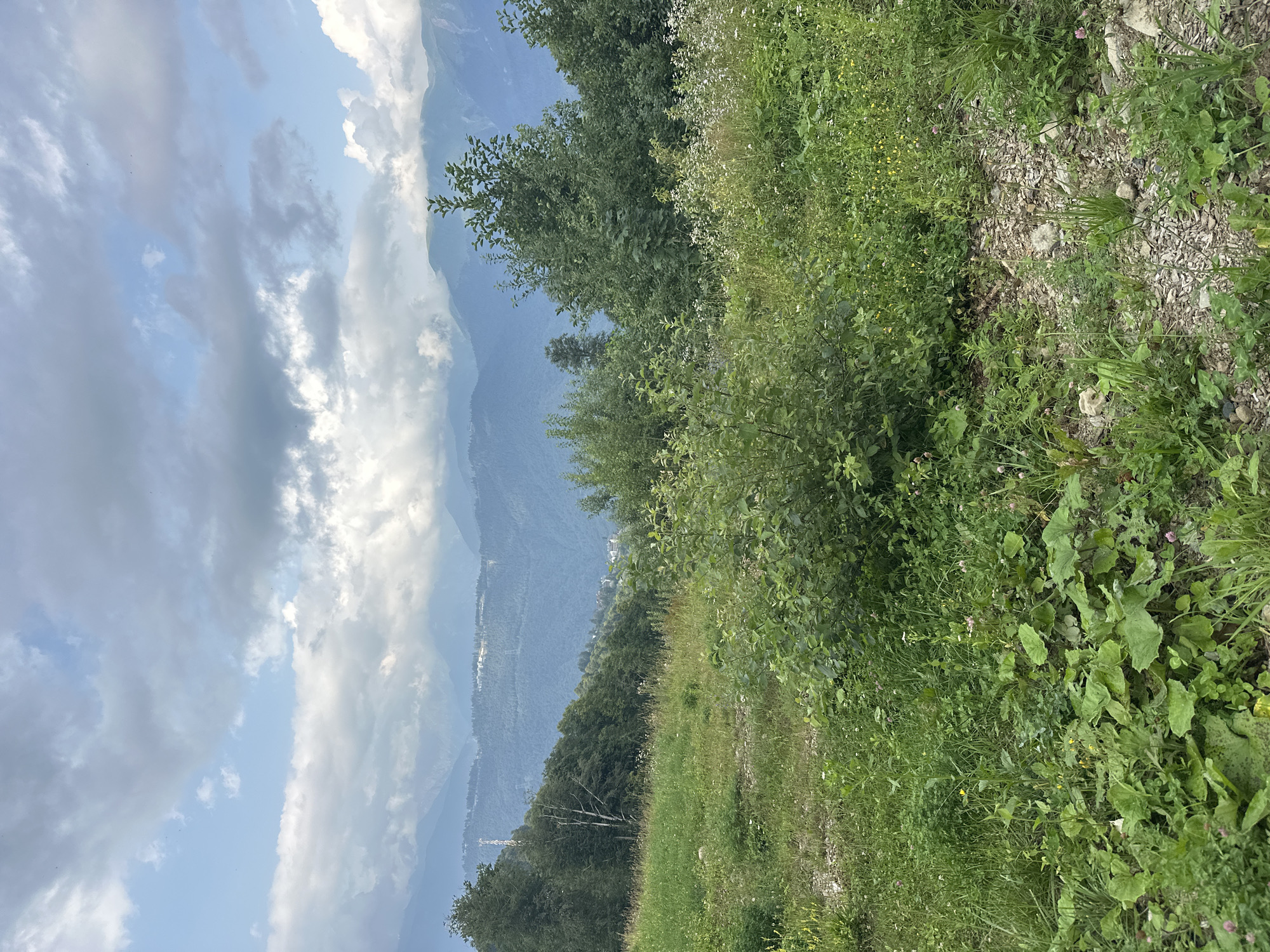 The image depicts a scenic mountain landscape with lush green vegetation and a cloudy sky. In the foreground, there is a grassy field dotted with various wildflowers and bushes. A dirt path or track is visible, leading into the greenery. Behind the foreground, a dense forest covers the slopes of rolling hills, and further in the distance, majestic mountain ranges rise, partially obscured by clouds. The sky is filled with a mix of bright white clouds and darker, more ominous gray clouds, suggesting a dynamic weather pattern. There are no people or animals visible in the frame. The location is identified as Estosadok, Russia, a town known for its mountainous terrain and natural beauty, often associated with ski resorts and outdoor recreation.