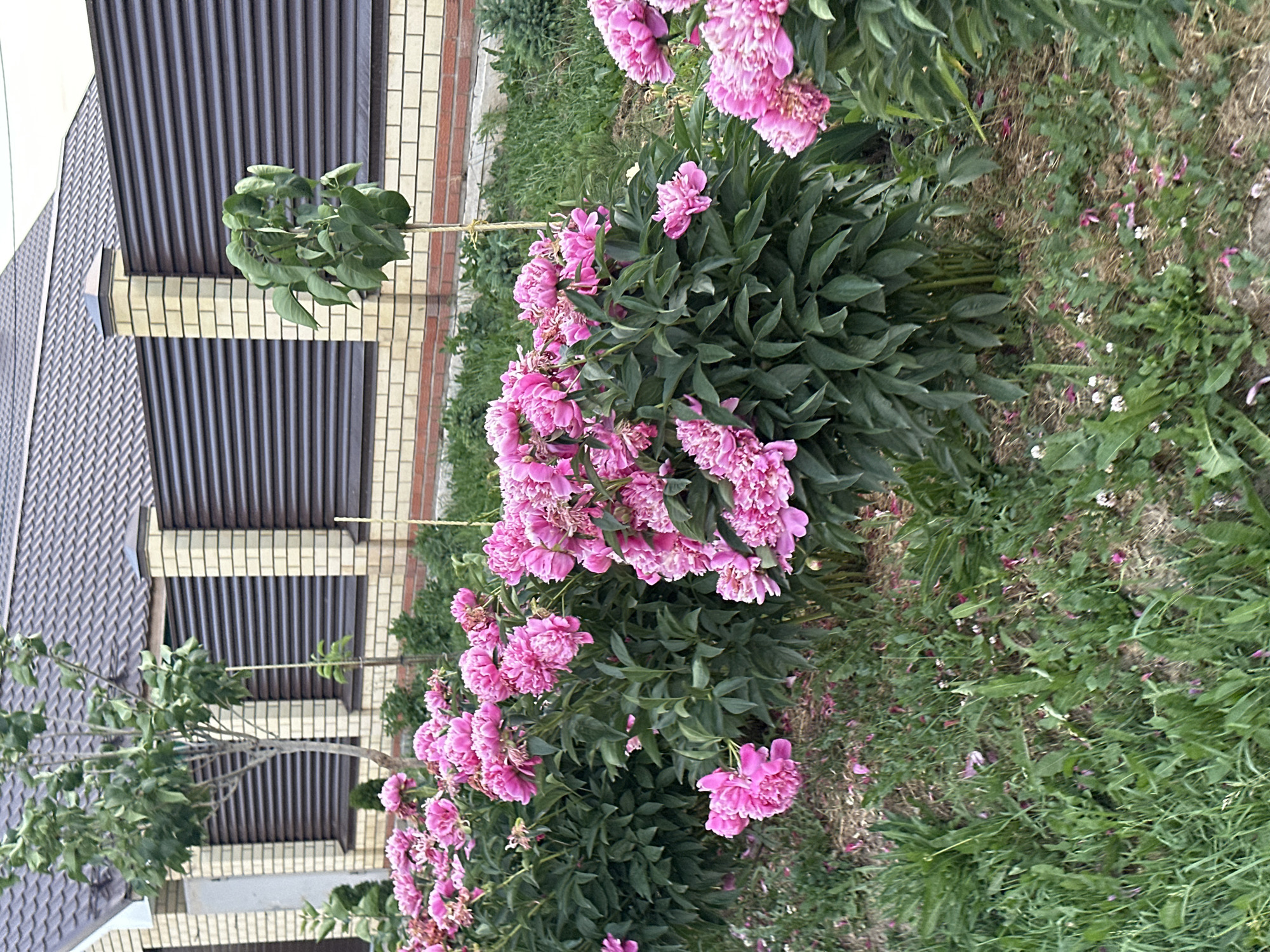 The image shows a row of vibrant pink peonies in full bloom along a grassy area. Behind the flowers, a fence constructed of light-colored brick pillars and dark, horizontal slats is visible. A building with a dark tiled roof and light-colored walls is situated behind the fence. There are also a couple of young trees with green foliage planted in the vicinity. The ground in front of the peonies is covered with green grass and scattered fallen pink petals. The scene appears to be an outdoor garden or yard setting in a residential area. The lighting suggests it is daytime. No people are present in the image.