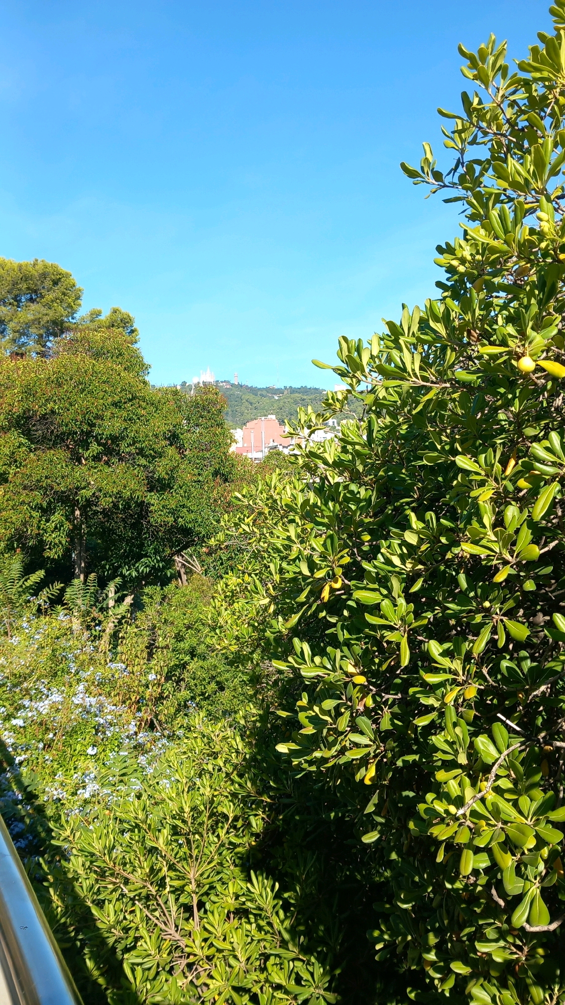 The image is a vertical, medium shot of a lush green landscape with a city and distant mountains under a clear blue sky. In the foreground, the foliage of several trees and bushes dominates the frame, with a metallic railing visible on the left edge. The plants are dense and varied, with one large shrub on the right showcasing glossy, ovate leaves and small yellowish fruits. In the mid-ground, more greenery is visible, including some smaller plants with delicate light blue flowers.
Beyond the foliage, the city of Barcelona unfolds. Buildings with terracotta roofs and white structures are spread across a hillside. Prominently featured on the crest of the hill is a white, gothic-style church or cathedral with spires and multiple levels, possibly the Sagrat Cor church on Mount Tibidabo, a well-known landmark in Barcelona. The distant mountains form the backdrop, under a bright, cloudless sky. The lighting suggests it is a sunny day, casting shadows within the dense foliage. There are no people visible in the image.