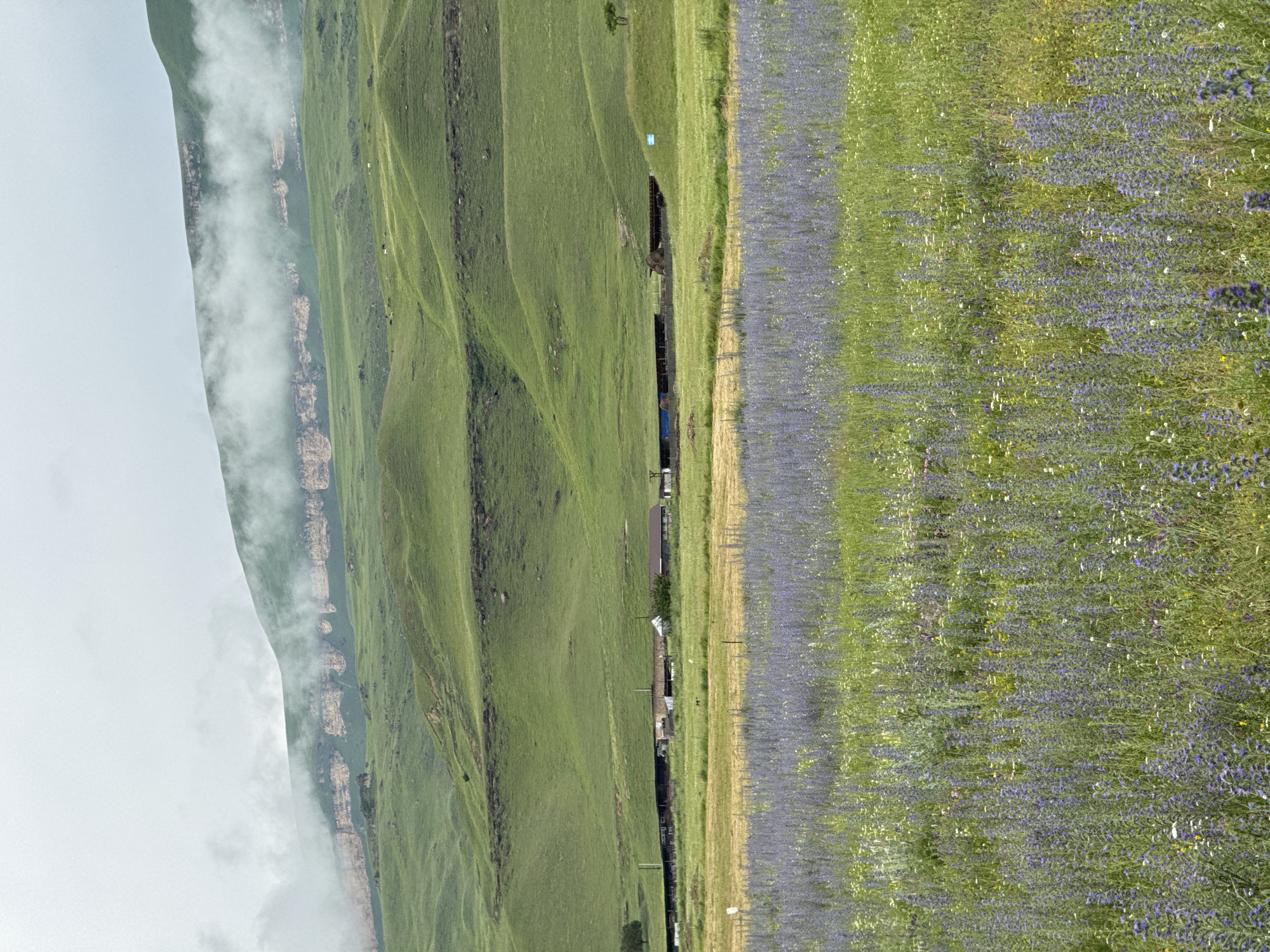 This image captures a panoramic view of rolling green hills in Kumysh, Russia, under a hazy, overcast sky. The foreground is dominated by a field of wildflowers, primarily clusters of tall, slender purple blooms interspersed with smaller white and yellow flowers. Behind the wildflower field, a band of lighter green, dry grass is visible, transitioning to more verdant, undulating hills.
In the mid-ground, a collection of low-lying farm buildings with corrugated roofs are spread horizontally across the landscape. A fence line runs in front of these structures. Several trees are scattered throughout the scene, with one particularly prominent on the far right, silhouetted against the hills.
The background features layered, steep hillsides, with a prominent rock ledge visible partway up. Wisps of cloud or fog cling to the upper portions of these hills, obscuring the very top of the mountainous terrain. The overall impression is one of a rural, pastoral landscape, likely a farmland or pasture in the mountainous region of Kumysh.