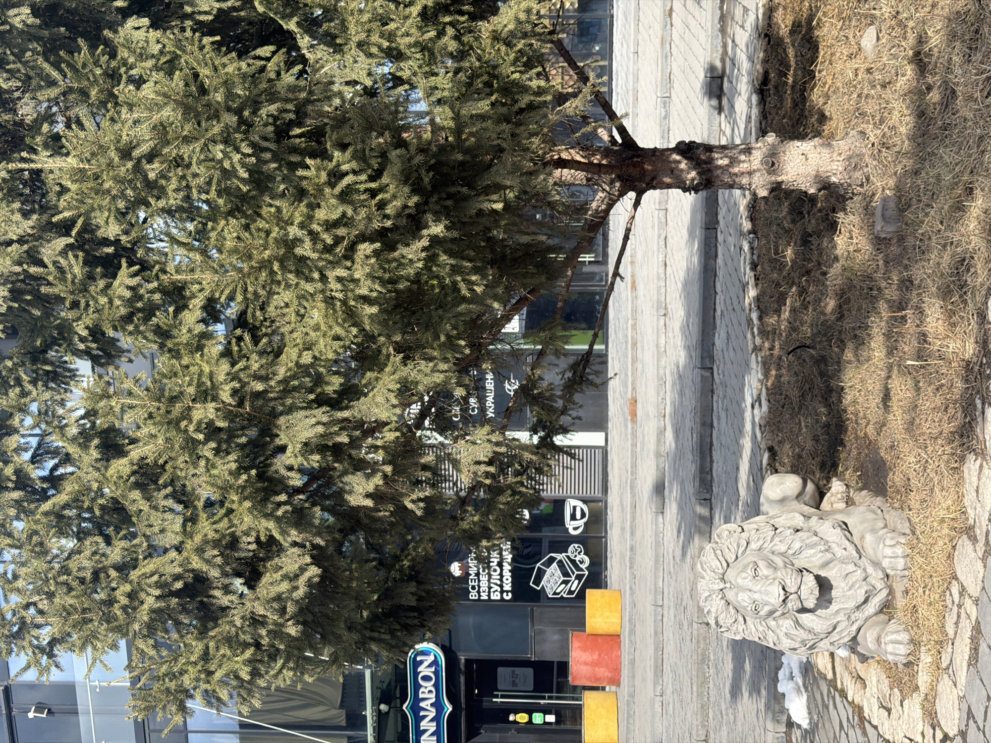 The image displays an outdoor urban scene centered around a large evergreen tree and a stone lion statue. A dense, tall conifer with green-brown needles occupies the left side, its trunk emerging from a bed of dry, light brown grass. The tree casts long shadows across the adjacent grey paved walkway.
To the right, a grey stone statue of a lion, depicted in a resting or crouching pose with a detailed mane, is situated within the same patch of dry grass. Small remnants of melting snow are visible near the lion's front.
In the background, a modern building with large, reflective glass windows and storefronts is present. A blue oval sign on the far left reads "CINNABON". Further along the storefront, a dark panel features white Cyrillic text, clearly stating "ВСЕМИРНО ИЗВЕСТНЫЕ БУЛОЧКИ С КОРИЦЕЙ" (World-famous cinnamon buns). Partially obscured text above this might refer to other products or services. Icons of a coffee cup and a stylized box are also visible on the storefront. On the ground in front of the storefront, there are three brightly colored square blocks in orange, yellow, and red, likely serving as seating or decorative elements.
The scene is well-lit by bright sunlight, casting distinct shadows and indicating daytime. The dry grass and presence of old snow suggest a late winter or early spring setting. No people are visible. The Cyrillic text visible on the storefront is consistent with the location context of Krasnoyarsk, Russia.