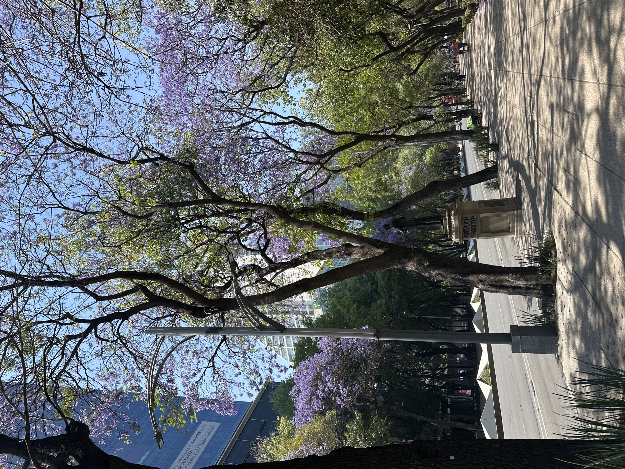 The image shows a street in Mexico City, Mexico, lined with trees in bloom, likely Jacarandas, identified by their purple flowers. A sidewalk runs alongside the street, casting shadows of the trees. A building is visible in the background, and lampposts are present. There are people walking in the distance. There is graffiti on a stone fixture. The photo is taken during the daytime. A sign is visible advertising office space.