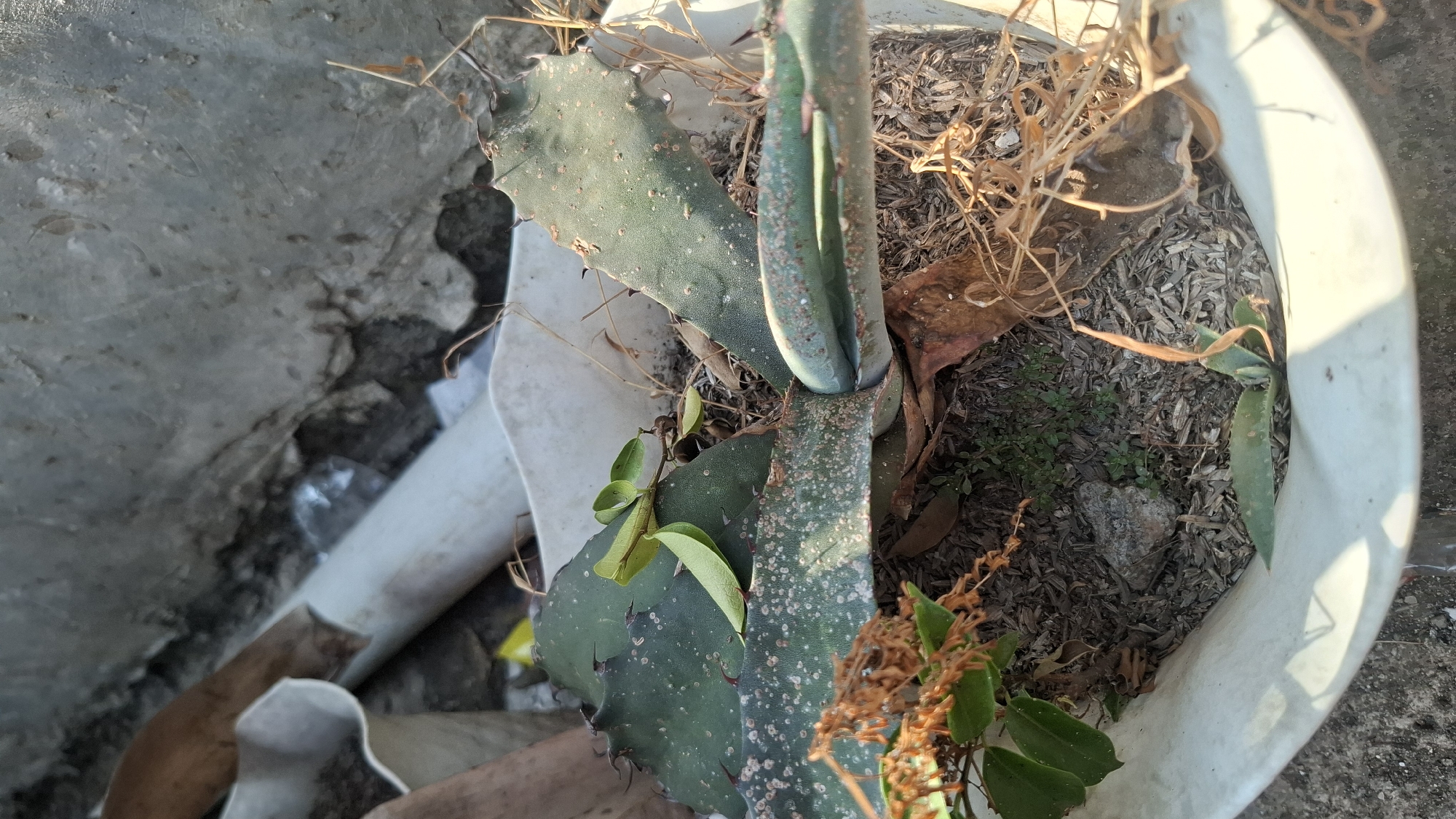 The image shows a close-up view of a plant in a white pot, likely outdoors. The plant appears to be an agave or similar succulent, with thick, spiky green leaves. Some of the leaves have white speckling. There are dry brown leaves and twigs around the plant. In the background, there is a concrete wall and some discarded white plastic items, possibly broken pipes or containers. The scene suggests an urban or semi-urban environment, potentially an alleyway or neglected corner. There are no people visible in the image. The lighting indicates it is daytime, with sunlight casting shadows. The location is specified as Ciharashas, Indonesia.
