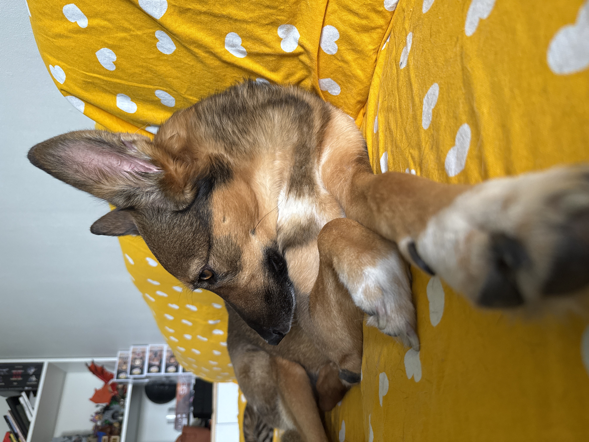 A tan and black German Shepherd dog is lying on a bright yellow bedspread with white heart patterns. The dog is positioned on its side, with its head turned to the left, looking off-camera. Its front paws are crossed and resting in front of its body. The background includes a white shelf with books and decorative items, and a light grey wall. The scene appears to be indoors, in a home environment. There is no visible information to determine the location in the city of Bila Tserkva, Ukraine.