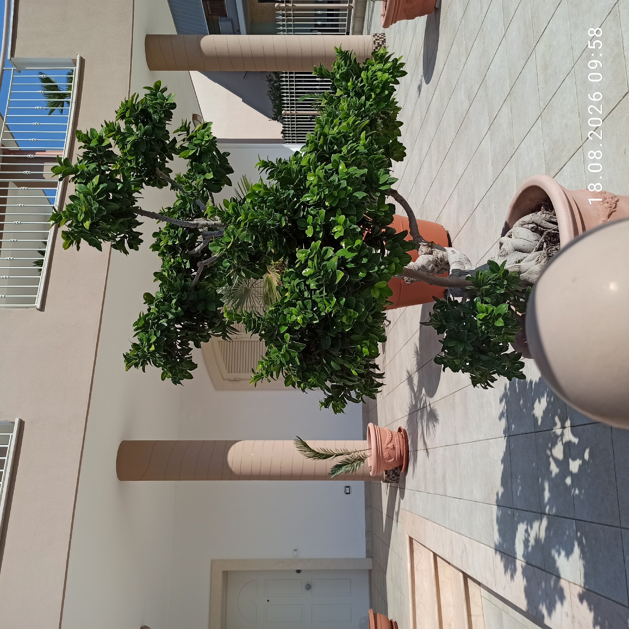 The image depicts a sunny outdoor patio area in Bitonto, Italy. A large, potted bonsai tree with lush green foliage is the central subject. The tree's trunk is gnarled and twisted, indicating its age. It is situated in a large, terracotta-colored pot. In the background, a modern building with beige walls and a balcony with white railings is visible. The patio is paved with light-colored square tiles, and shadows from the tree and other unseen objects are cast across the surface. To the left, a white door with a metallic handle is visible, adjacent to a short set of stairs. Another terracotta pot containing a small palm-like plant stands to the left of a thick, cylindrical column supporting the building's overhang. Further in the background, a white metal fence runs along the property line, and a glimpse of other buildings and greenery can be seen. The date and time "18.08.2026 09:58" are superimposed on the lower right corner of the image.