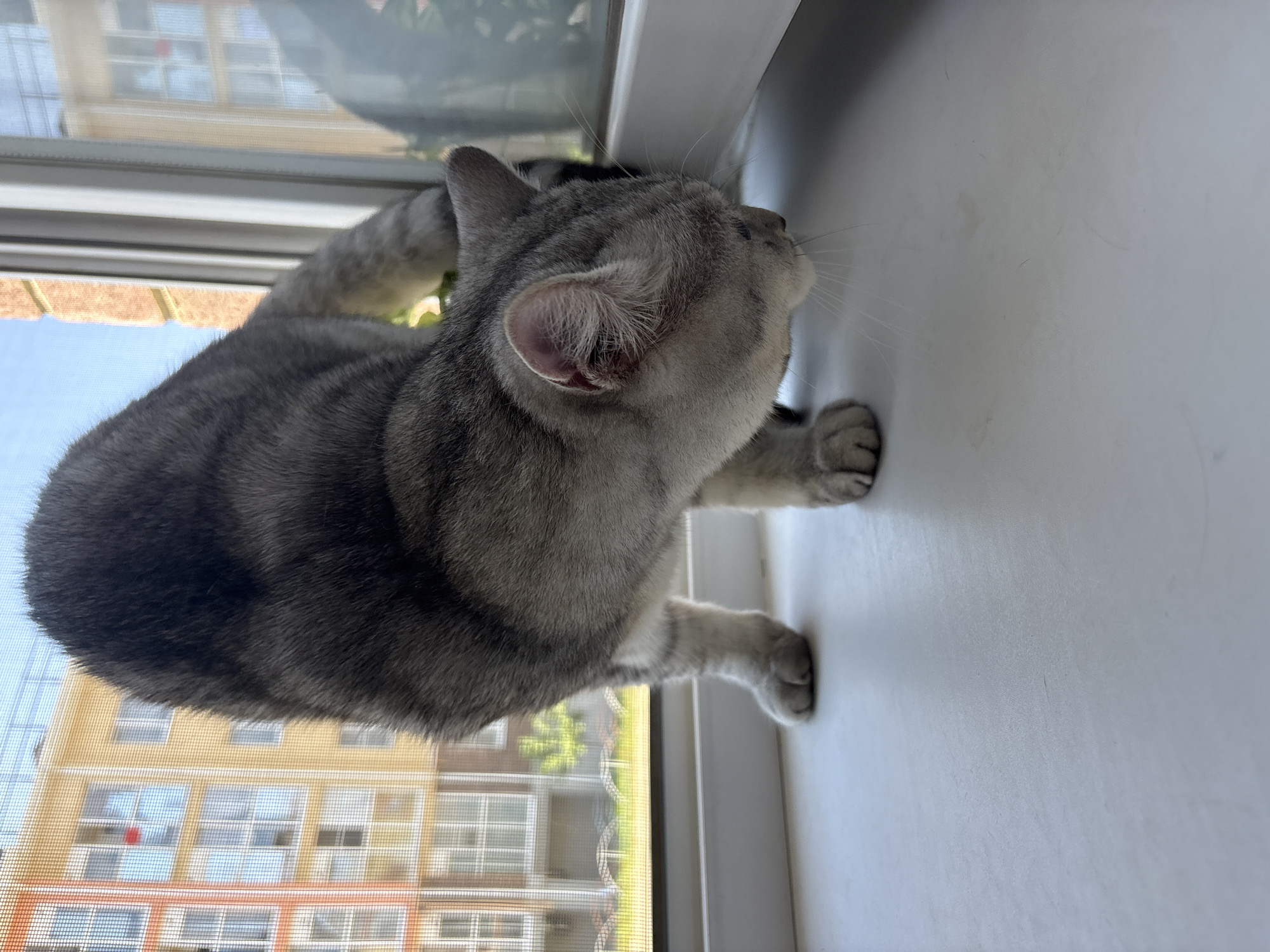 A silver tabby cat is positioned on a white windowsill, looking down and sniffing the surface. The cat's fur is short and densely packed, with visible tabby markings on its back and tail. Its paws are splayed on the windowsill, and its head is tilted downwards. In the background, through a window screened with a mesh, are apartment buildings and a clear blue sky. The buildings have multiple floors and balconies, with a mix of yellow and orange facades. This scene appears to be a typical urban environment, likely in Mikhaylovsk, Russia, where apartment living is common.