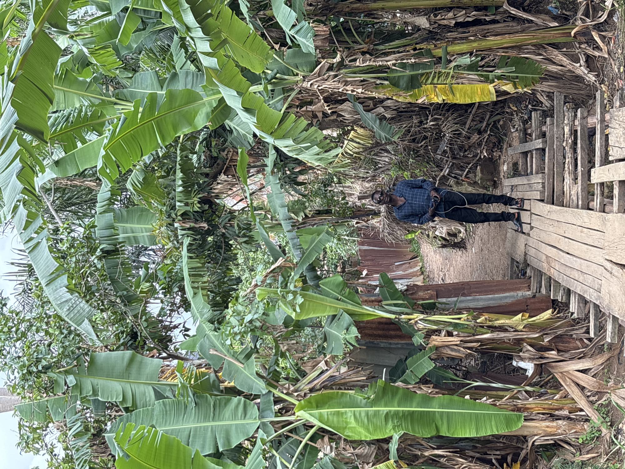 The media file shows a person standing on a wooden walkway amidst lush vegetation, likely banana trees, given the large, broad leaves dominating the scene. The person, wearing a blue checkered shirt and black pants, is looking down at something in their hand, possibly a phone. They are wearing sunglasses and sandals. The environment appears to be a tropical or subtropical area, with a mix of green and dried leaves, suggesting a natural setting. There are also elements of human habitation, such as corrugated metal sheets, likely part of a makeshift structure or fence, and the wooden walkway itself, which leads further into the greenery. The lighting suggests it is daytime, possibly overcast or late afternoon, as there are no harsh shadows. The overall impression is one of a somewhat rustic or overgrown environment, typical of many areas in Jos, Nigeria. The person's posture suggests they are engrossed in whatever they are holding, possibly communicating or checking information. There is no visible text in the image.