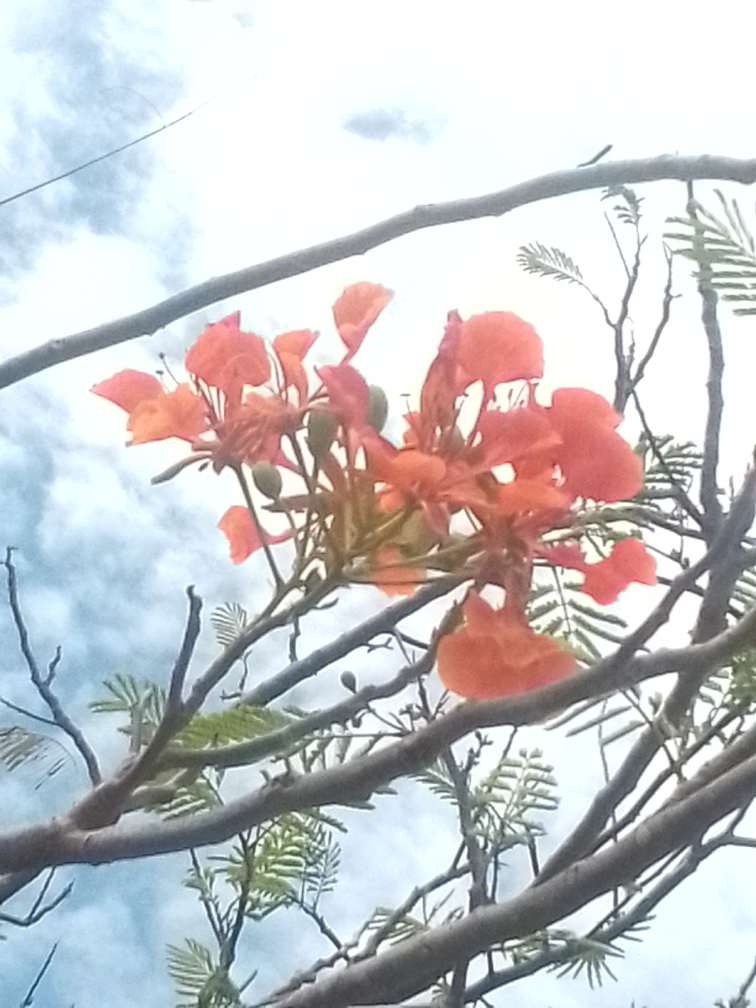 The image shows a flamboyant tree (Delonix regia) in bloom, with its bright orange-red flowers clustered amongst the branches. The branches are gray and brown, with small green fern-like leaves. The background is a cloudy blue sky. Given the prompt context, this image may be captured in Juan Griego, Venezuela. There are no people visible in the frame.