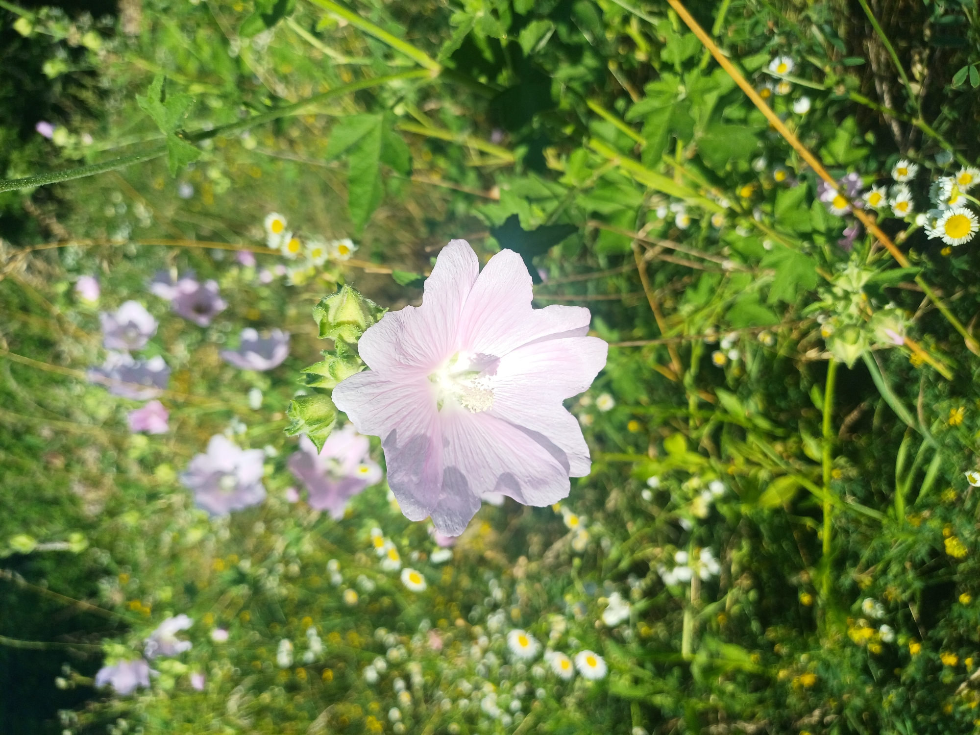 A close-up, top-down view captures a single, pale pink mallow flower prominently in the center foreground of the image. The flower's delicate petals, exhibiting thin, darker veins, radiate from a bright yellow-white center. The flower is slightly blurred, suggesting motion or a shallow depth of field. Surrounding the main subject is a meadow teeming with various wildflowers. Small white daisies with yellow centers dot the green foliage, along with scattered hints of purple and yellow blossoms. Lush green leaves and stems form a dense background, interspersed with thin blades of grass. The overall impression is one of a natural, sunlit meadow, likely located in the city of Trypillia, Ukraine. The image appears to be taken outdoors during daylight hours, with soft sunlight filtering through the vegetation. There are no people or animals visible in the frame.