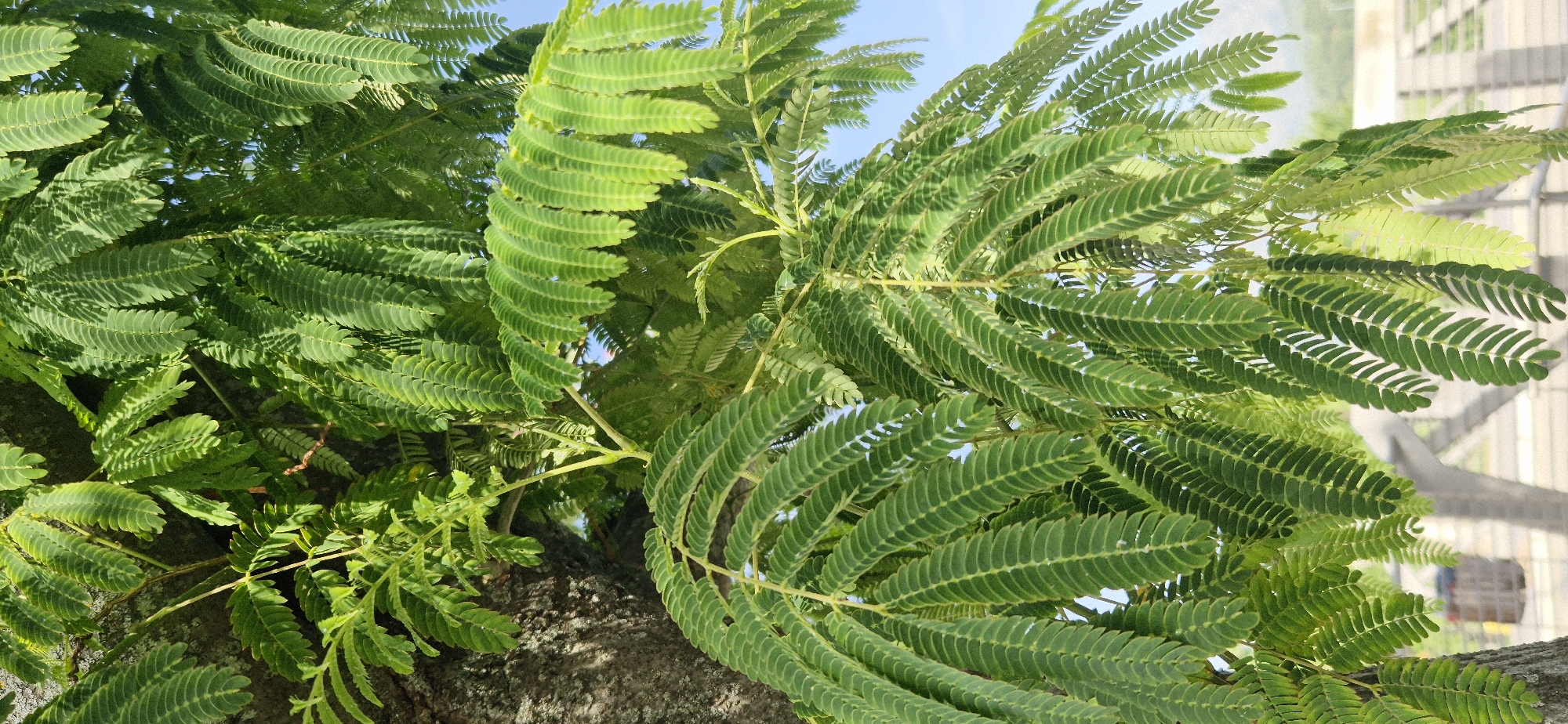 A close-up, vertical shot focuses on the feathery green leaves of a tree, with sunlight filtering through. The leaves are arranged in pinnately compound structures, with numerous small leaflets along each stem. A textured tree trunk is visible on the left side of the frame. The background shows a blurred urban environment with what appears to be a fence or railing and a hint of sky. The overall impression is a natural scene within a city.