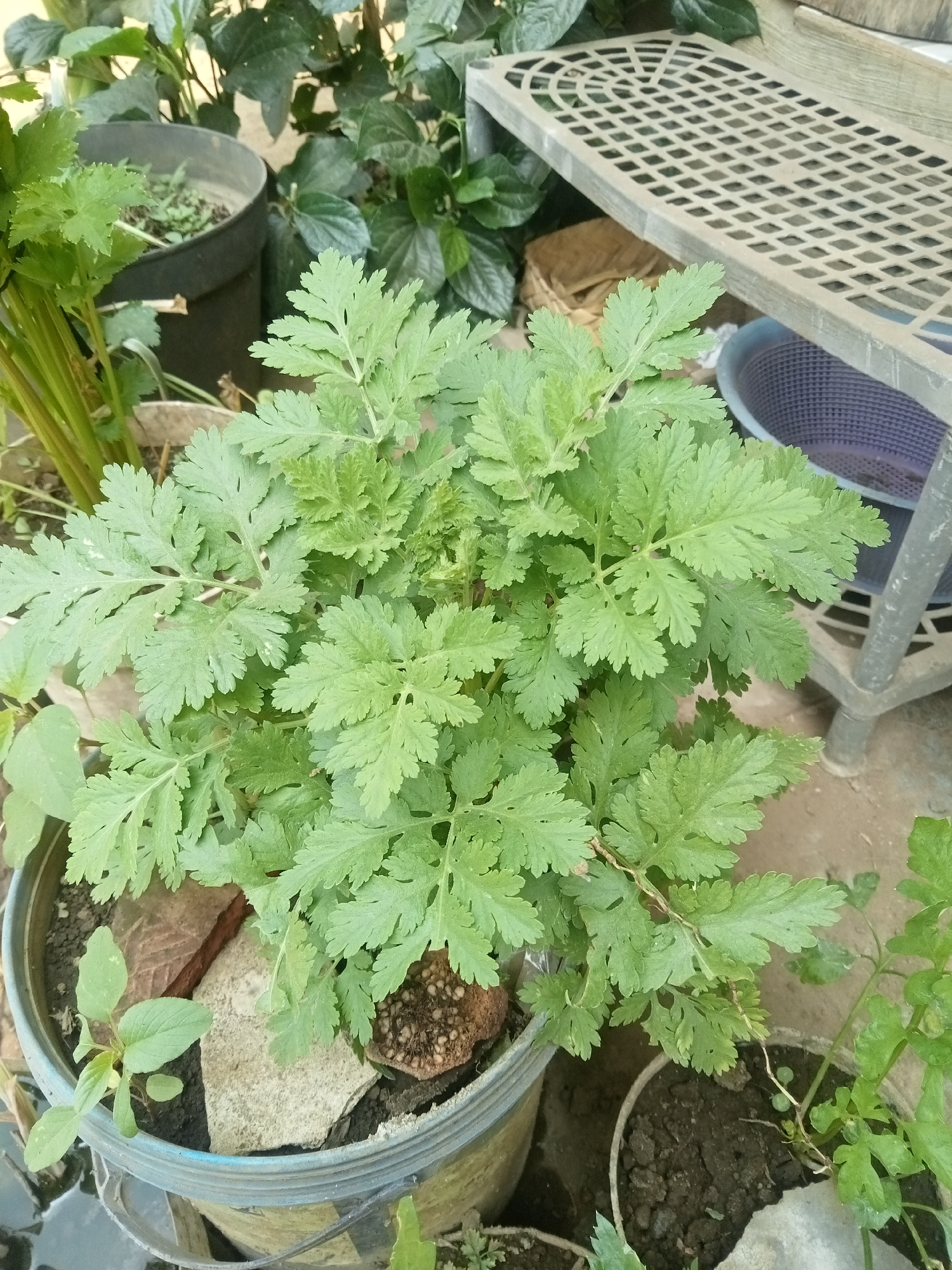 A medium shot captures a potted plant with serrated green leaves, likely Mugwort (Artemisia vulgaris), situated outdoors in a setting that suggests urban living in Malang, Indonesia. The plant is housed in a light blue plastic pot, partially obscured by scattered pieces of rock and soil. To the left of the main plant, a smaller seedling with ovate leaves is emerging. In the background, a grey plastic shelf with a perforated surface is visible, as are other potted plants and a purple plastic basket. The ground appears to be a mixture of soil and concrete. The lighting indicates it is daytime.