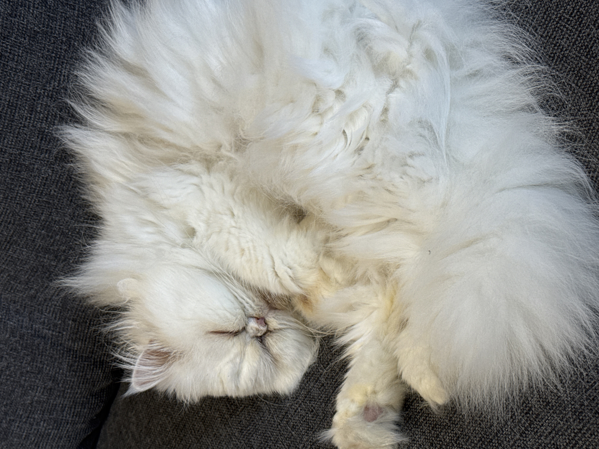 A fluffy white cat is sleeping curled up on a gray textured surface, possibly fabric. The cat's head is on the left side of the frame and its long tail extends towards the right. The cat's face is partially obscured by its own fur, but its nose and closed eyes are visible. There are no other distinct objects or people visible in the frame. The photo does not contain any information to identify its location in Burgas, Bulgaria.