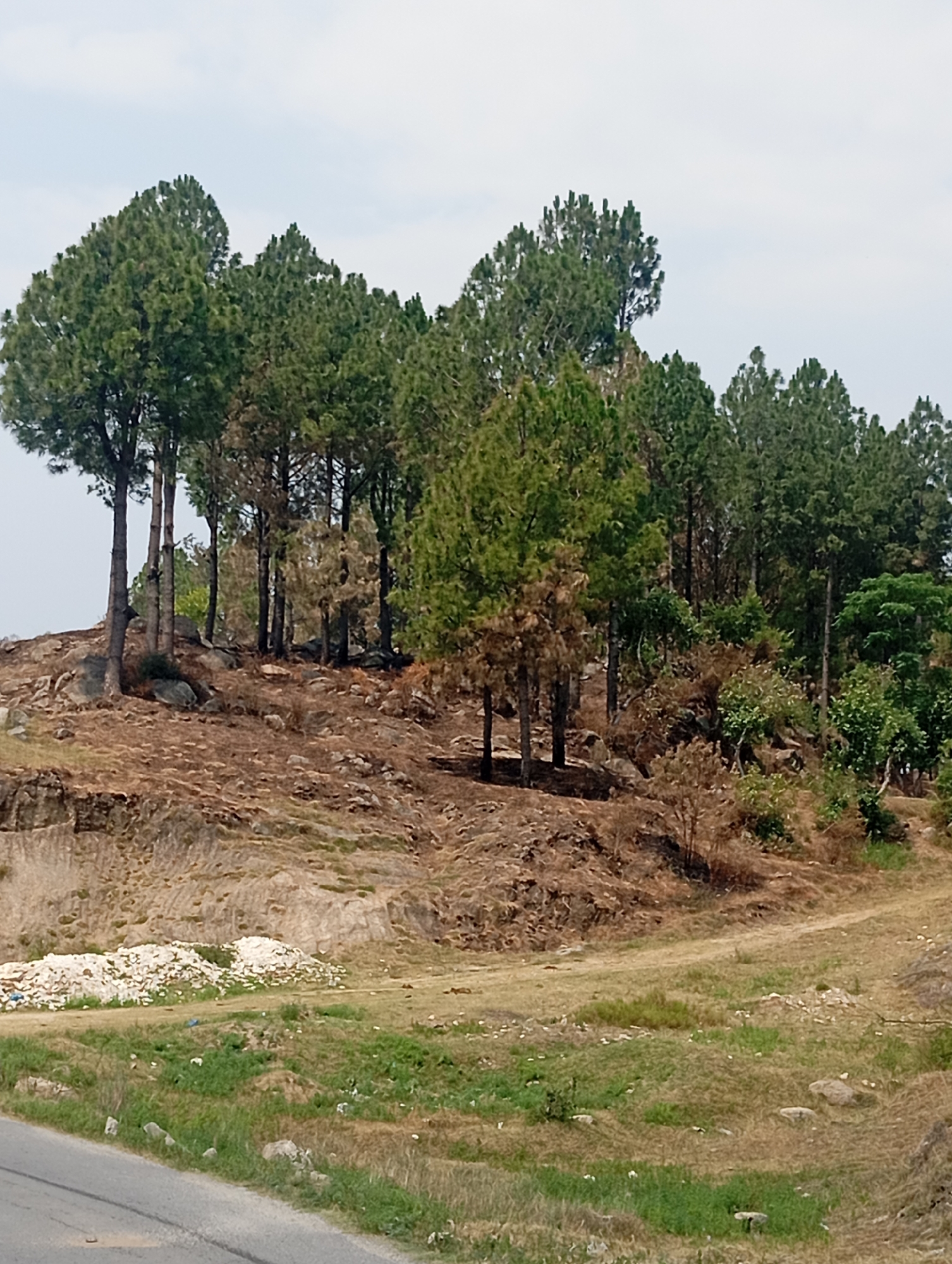 The image shows a forested hillside with a road in the foreground. The trees are a mix of green pines and some deciduous trees that appear to be losing their leaves or have died back. The ground is covered in rocks and dry vegetation, with some patches of green grass. In the middle ground, there is a pile of white debris, possibly construction waste. The sky is overcast. The scene appears to be a rural or semi-rural area in Hakale, Pakistan, given the typical landscape and vegetation found in such locations. There are no people or animals visible in the image. The overall impression is one of a natural landscape that has been impacted by human activity, as evidenced by the debris.