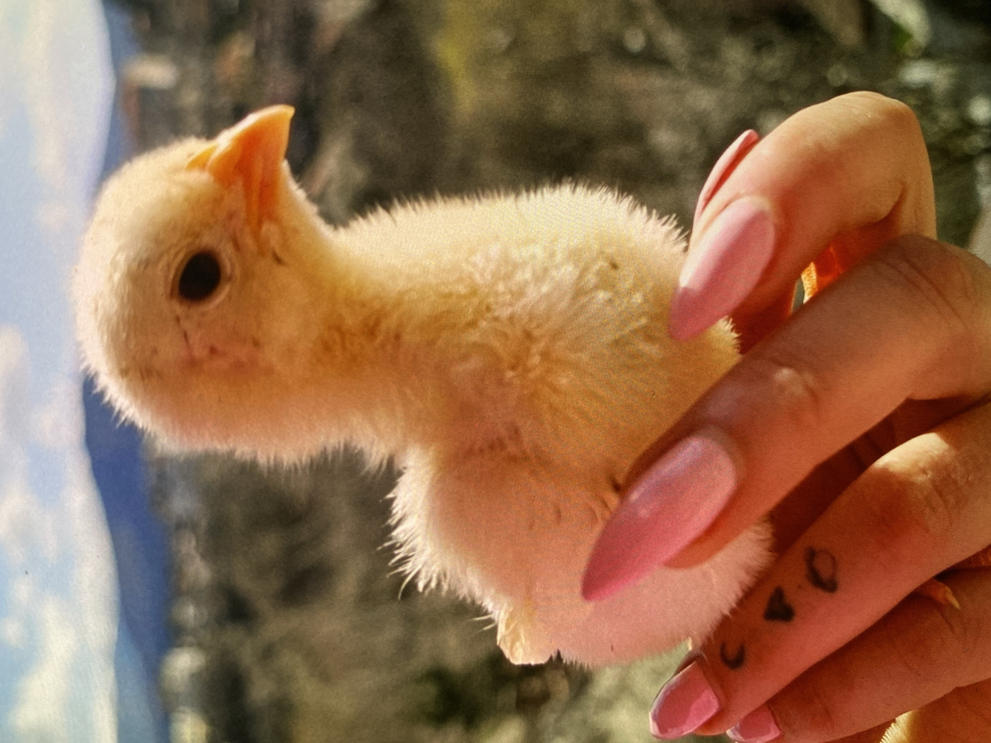 A close-up, horizontal image shows a small, fluffy, light yellow chick being gently held in a human hand, set outdoors in Bankya, Bulgaria. The chick is positioned horizontally across the frame, with its dark, round eye and small, pointed orange beak clearly visible. Its body is covered in soft, downy feathers.
The hand holding the chick features long, pink-colored, manicured nails, likely acrylic or gel. Small, dark, symbolic tattoos are visible on the inner side of one of the fingers, depicting a crescent moon, a small heart, and another abstract shape.
The background is softly blurred, displaying muted tones of blue, possibly sky or water, and darker greens and browns, suggesting natural foliage or outdoor elements. The scene is brightly illuminated by natural light, indicating it is daytime with sunny weather. The overall impression is one of tender care or observation. There is no visible text in the image.