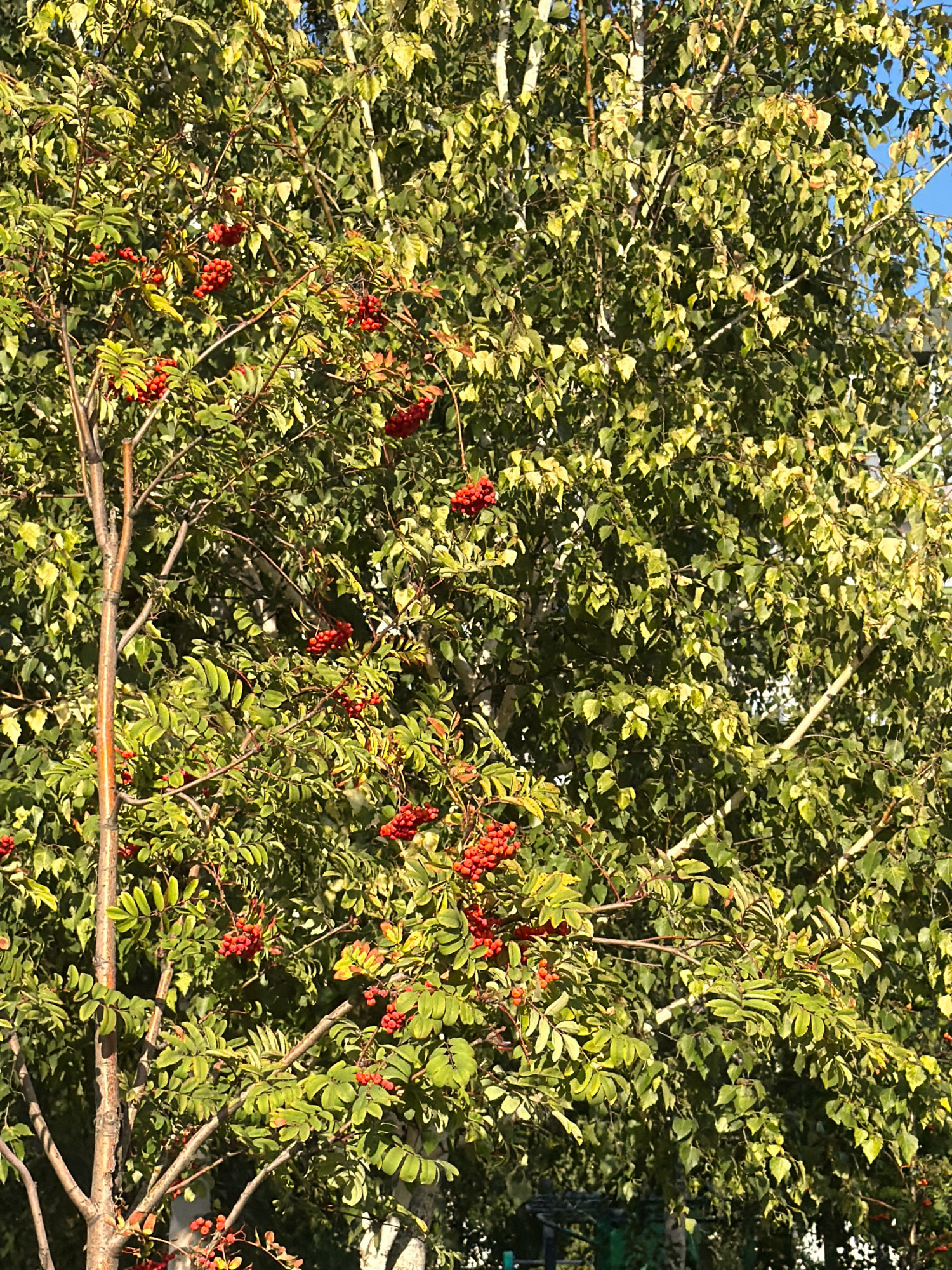 This image is a close-up, eye-level shot of a rowan tree with clusters of bright red berries and green leaves. The tree is in the foreground, with a dense canopy of green and yellow leaves filling the background, some of which appear to be tinged with autumn colors. The lighting suggests it is daytime, with sunlight dappling through the leaves. There are no people or animals visible in the image. The scene depicts a natural element within an urban environment, possibly a park or residential area, given the context of Kyiv, Ukraine, suggesting it might be a common sight during the autumn season in the city's green spaces.