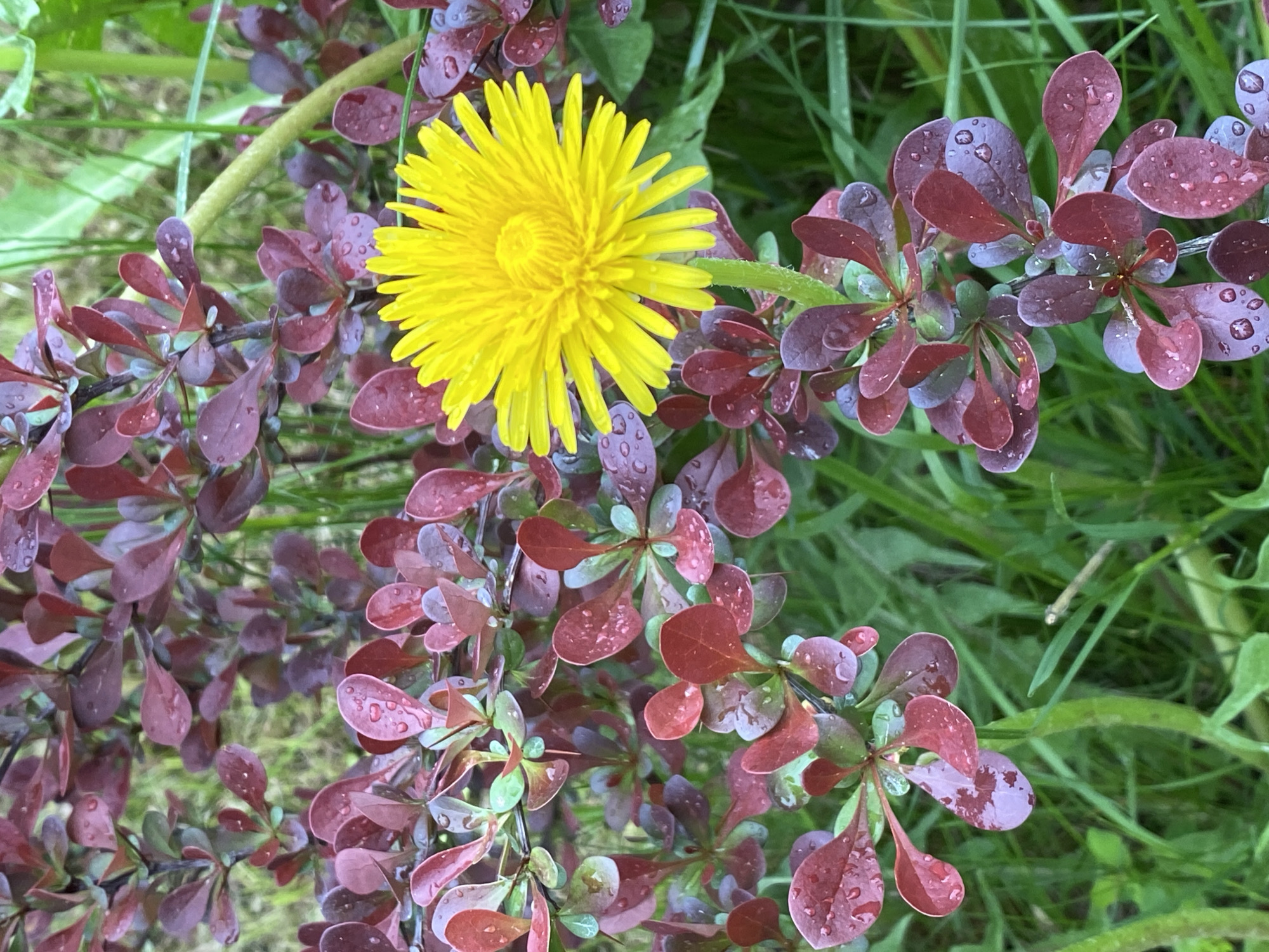 A close-up shot shows a bright yellow dandelion flower nestled among the purple-red leaves of a barberry bush. Water droplets cling to the leaves, suggesting a recent rain. The background consists of green grass and foliage. The location is not provided in the image.