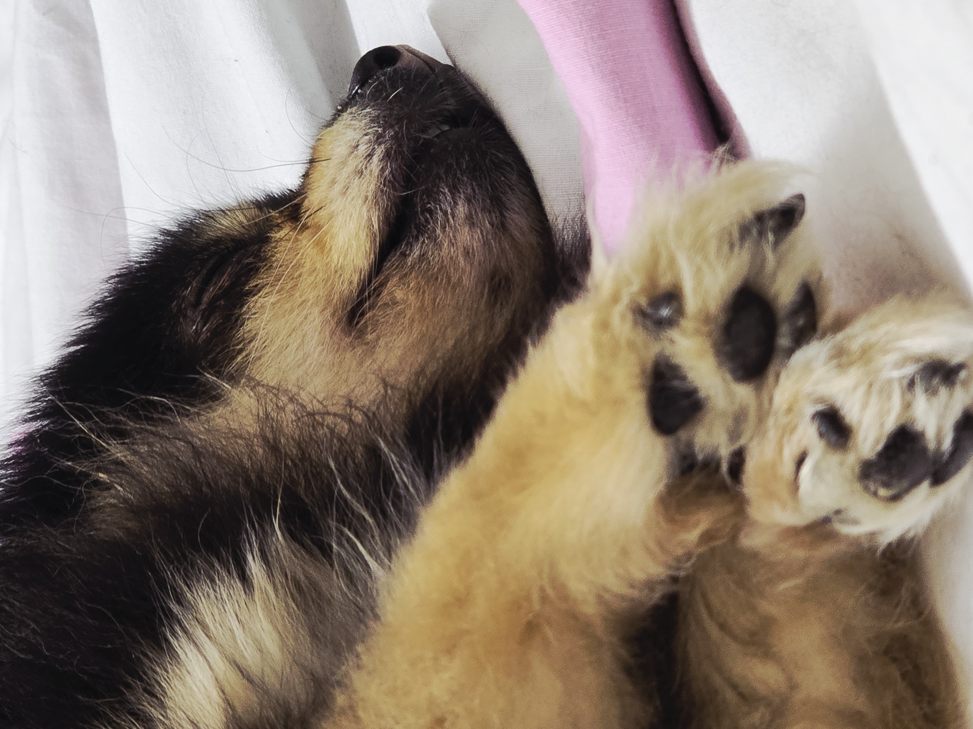 The image depicts a sleeping puppy. The puppy's head is black and tan fur, with its nose and closed eyes visible. Its paws, covered in fluffy brown fur with dark pads, are prominently displayed. The puppy rests on a white fabric surface, possibly a blanket or bedsheet, with a pink garment nearby. There is no information in the image to indicate this was taken in Khimki, Russia.