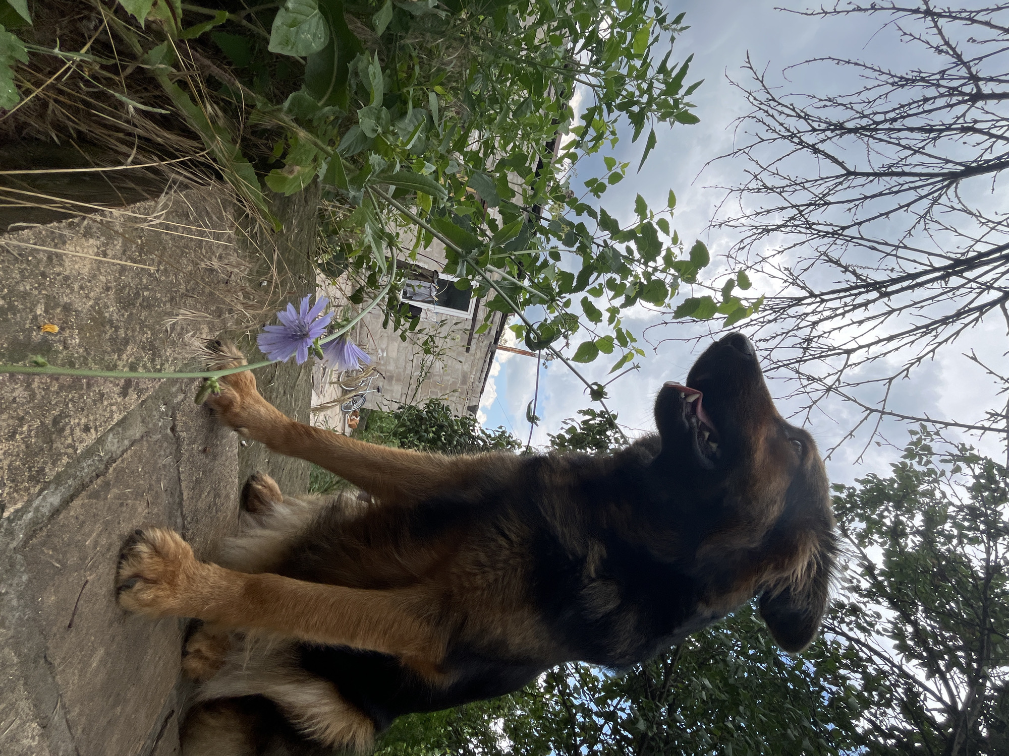 A medium-sized, long-haired German Shepherd dog with brown and black fur sits on a wooden surface in an outdoor setting, with its head turned to the left and mouth slightly open. In the foreground, a delicate purple chicory flower is in bloom. Behind the dog, a stone building with a white-framed window is visible, surrounded by lush green foliage and dry grass. Bare tree branches extend from the upper left of the frame against a cloudy sky. The scene appears to be a backyard or a less-maintained area, possibly in the Dnipro region of Ukraine, given the architectural style of the building and the vegetation.
