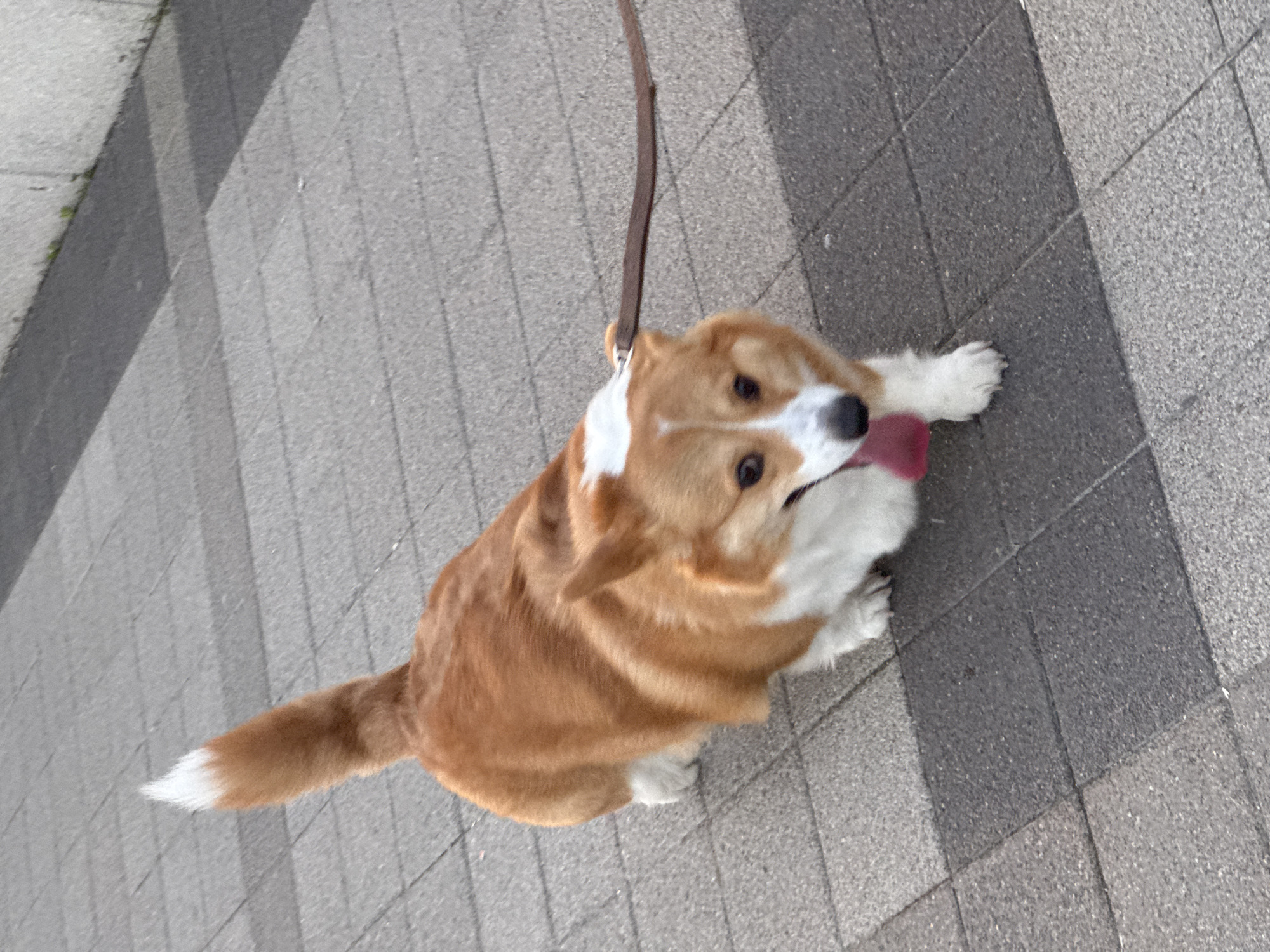 The image displays a Corgi dog, captured from a slightly elevated angle, standing or sitting on a paved surface. The dog features characteristic tan fur on its body and head, contrasted with white fur on its chest, belly, and a prominent stripe extending between its eyes and down its muzzle. Its tail is tan with a distinct white tip. The Corgi is looking upwards and slightly to its right, with its pink tongue partially extended, suggesting panting or a moment of attention. A brown leather leash is attached to its collar, extending upwards and out of the frame.
The setting is an outdoor area, likely a sidewalk or pathway in Novorossiysk, Russia, composed of interlocking grey and dark grey paving tiles. The ground exhibits clear shadow patterns, indicating bright daylight conditions. Along the far left edge of the pavement, a narrow line of sparse greenery or weeds is visible. The dog appears alert and expressive. No visible text is present in the image.