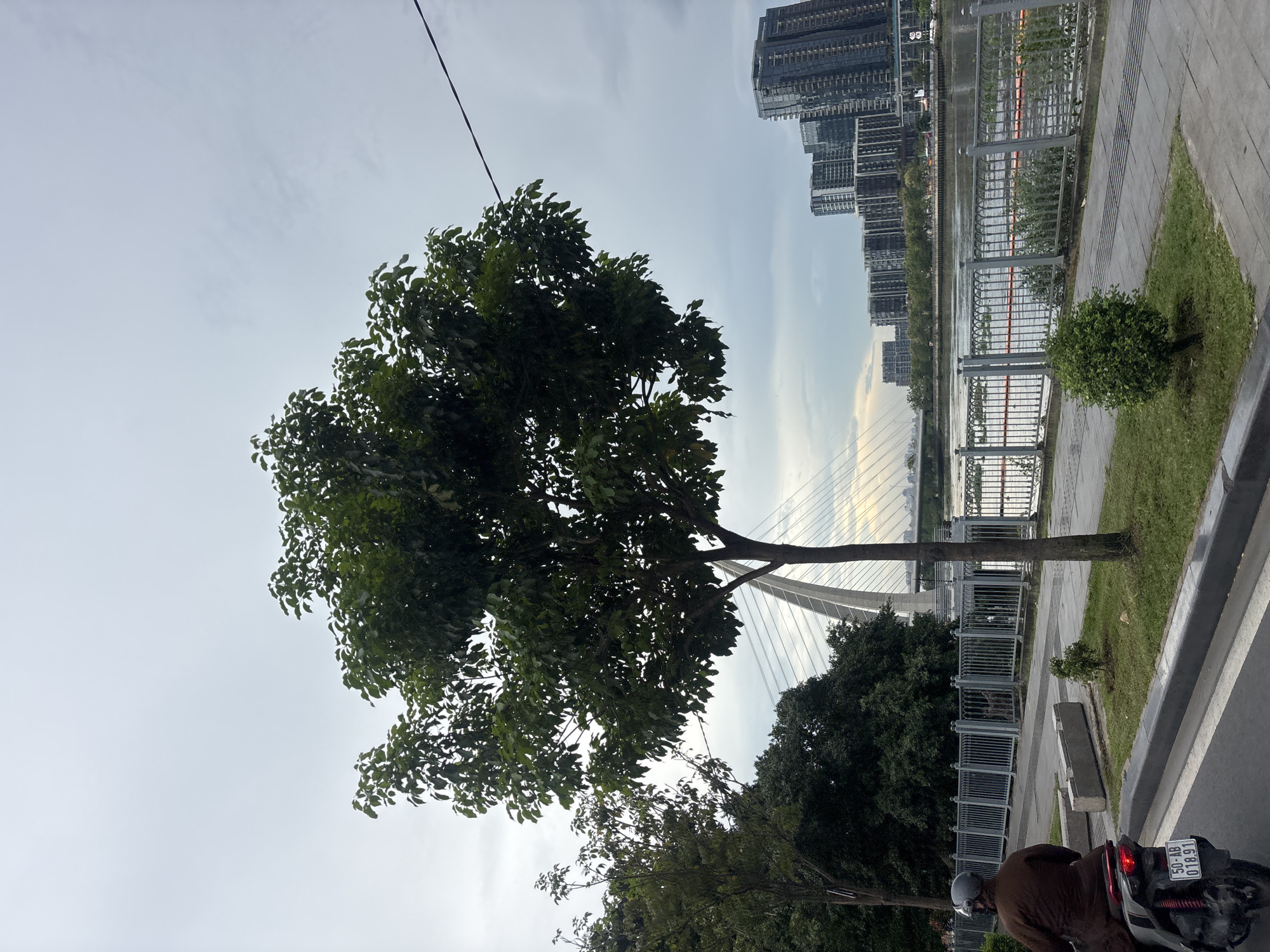 In a city scene under an overcast sky, a prominent tree with lush green foliage stands in the foreground, its branches reaching towards the viewer. Behind the tree, a modern cable-stayed bridge spans a body of water, with a row of contemporary high-rise buildings lining the opposite bank. A person wearing a brown garment and a helmet rides a scooter on the left side of the frame, with its license plate visible. A metal fence separates the sidewalk from the water. The environment appears to be a waterfront promenade in a developed urban area, possibly in Southeast Asia given the architecture and the presence of a scooter.