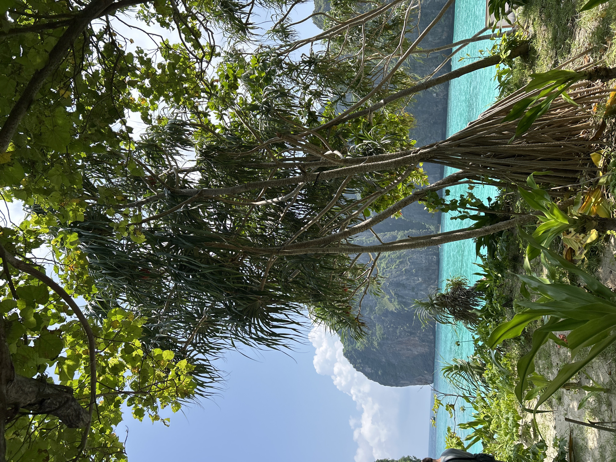 The image depicts a tropical coastal scene, likely in or near Ao Nang, Thailand, characterized by lush vegetation and clear turquoise waters. In the foreground, several pandanus trees with their distinctive stilt roots are prominent. The ground cover consists of sand and various green plants, including some with broad leaves. In the middle ground, the vibrant turquoise sea stretches out, meeting a large, imposing limestone cliff face in the background. The sky is blue with scattered white clouds. A person, partially visible on the left side of the frame, is facing away from the camera, suggesting they are observing the scenery. The overall impression is one of natural beauty and tranquility typical of a tropical island destination.