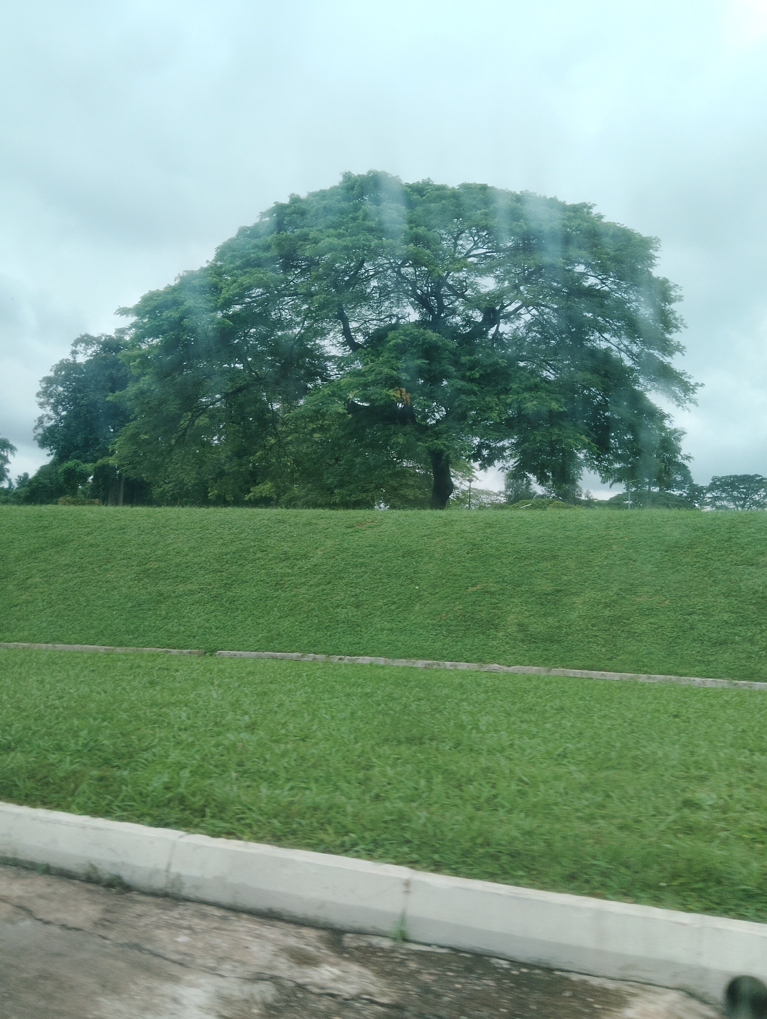 The image shows a large, mature tree with a broad canopy dominating the center of the frame. It is situated behind a gently sloping, well-maintained grassy hill. In the foreground, there is another expanse of mowed grass, bordered by a concrete curb and what appears to be a paved surface, possibly a road or pathway. The sky is overcast and appears somewhat hazy or perhaps streaked with rain. The lighting suggests it is daytime, likely overcast or rainy. The overall scene is a natural, park-like setting. No people or specific objects are visible, other than the natural elements and the man-made curb and pavement. The mood is tranquil and serene, characteristic of a natural landscape. There is no visible text. The location is Iju, Nigeria.