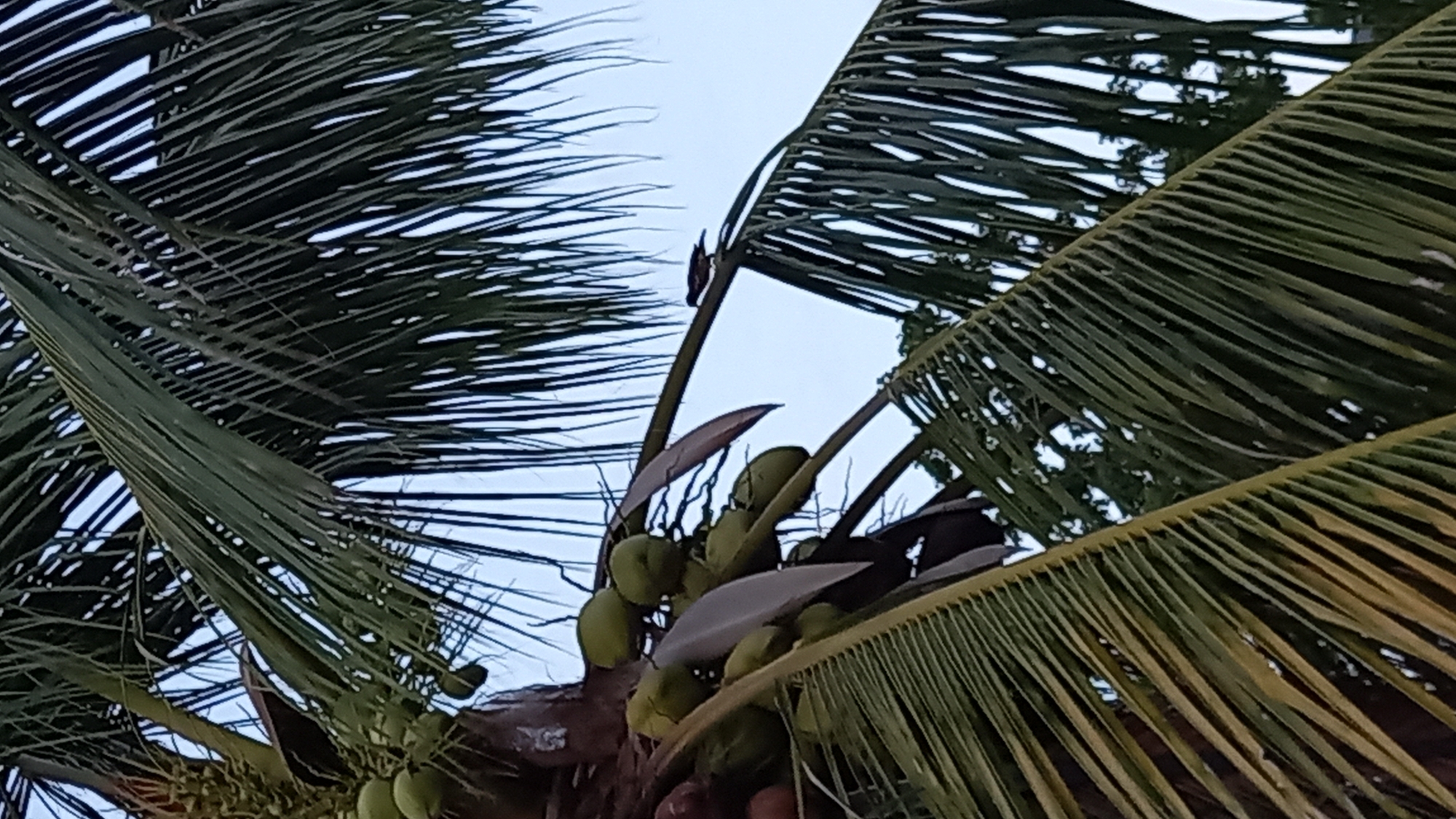 A close-up, low-angle shot captures a coconut tree with green coconuts and palm fronds against a pale blue sky. A small bird, dark in color with a visible beak and tail, perches on a brown branch towards the right side of the frame. The scene appears to be outdoors, likely in Ko Pha-ngan District, Thailand, given the presence of coconut trees. The lighting is soft, suggesting it may be early morning or late afternoon. No people are visible in the image.