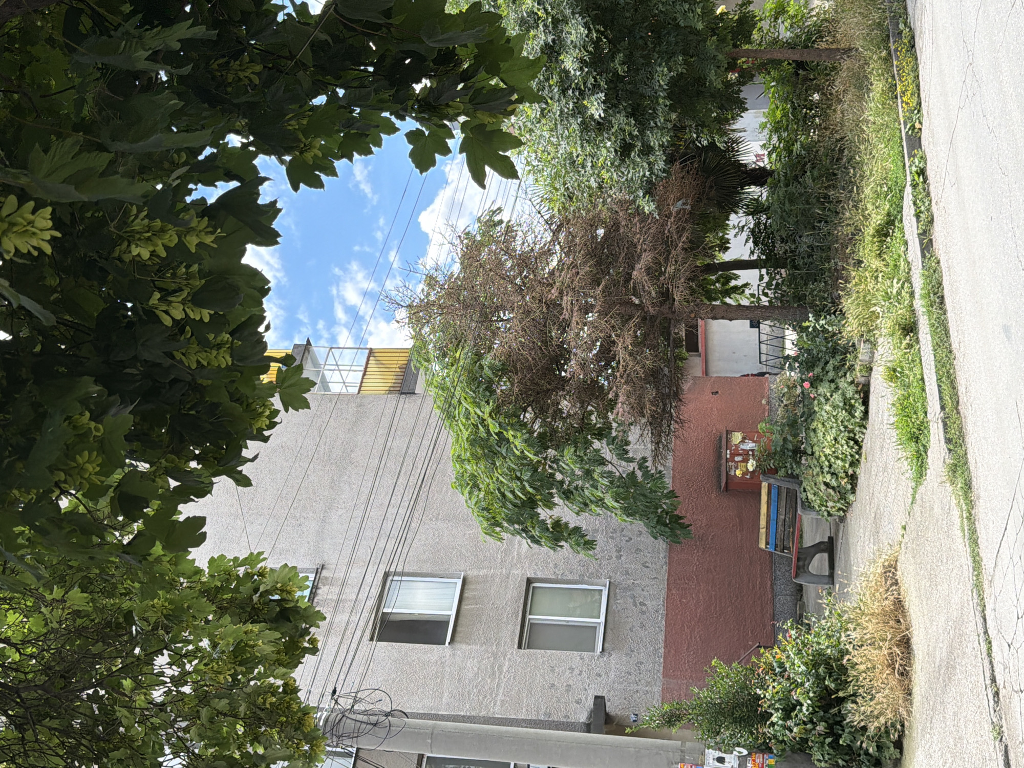The image depicts an outdoor scene in the city of Pazardzhik, Bulgaria, likely a residential area. In the foreground, a paved walkway runs parallel to a cracked asphalt road. To the left of the walkway, a patch of dry grass and weeds grows.
Dominating the midground is a multi-story building with a textured gray facade and a reddish-pink lower section. Several windows are visible on the building, some with white frames and one with a visible white curtain. A yellow-railed balcony is present on an upper floor.
In front of the building, a concrete bench with a multi-colored wooden seat (blue, yellow, red) sits amidst dense green foliage and some dried grasses. Next to the bench, a small, evergreen shrub is visible. Adjacent to the bench is a red utility box adorned with various notices.
A prominent feature of the scene is a tree with a stark contrast in its foliage: one side is lush and green, while the other is completely brown and withered, suggesting it is dead or dying. This tree is situated behind the bench and in front of the building. Other green trees and dense shrubbery surround it.
Overhead, the branches of a large, leafy green tree with visible seed pods frame the top of the image. The sky above is blue with scattered white clouds. Power lines and a concrete utility pole are visible on the left side of the building. The overall impression is a somewhat neglected urban green space.