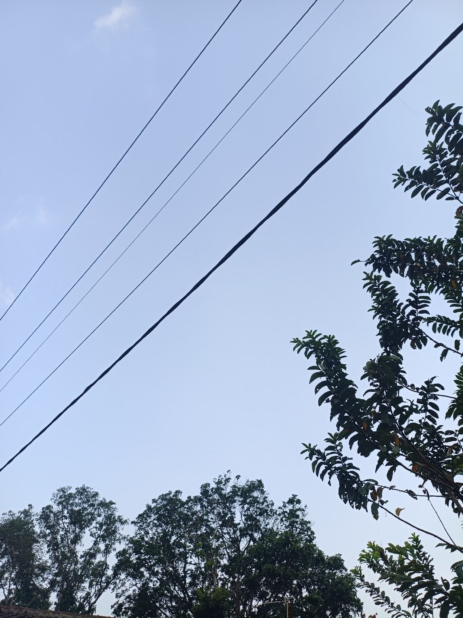 The image shows a clear, pale blue sky with several power lines stretching diagonally across the frame. On the right side, a dense cluster of dark green foliage from a tree with thin branches extends into the sky. In the lower portion of the image, the tops of two other large trees with leafy canopies are visible, obscuring the ground. The scene appears to be outdoors, likely in Kadununggal, Indonesia, given the mention of the location. There are no people or animals visible in the frame, and no discernable actions or interactions taking place. The environment suggests a somewhat overgrown area with vegetation beneath or near the power lines.