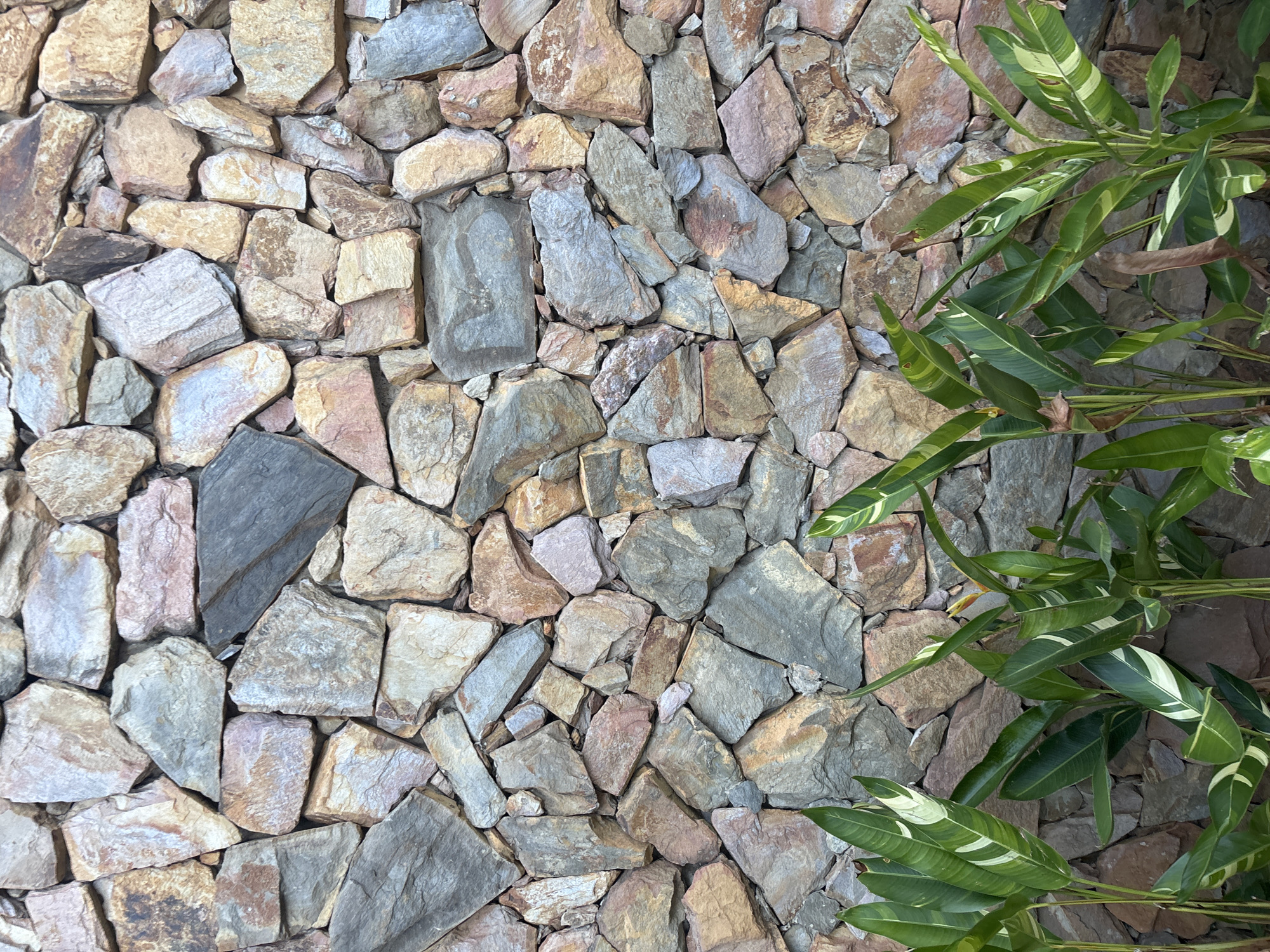 The image shows a stone wall composed of irregularly shaped, multi-colored stones, ranging from tan and brown to gray and pink. The stones are stacked closely together without visible mortar, creating a natural, rustic texture. In the foreground, a row of lush green plants with striped leaves partially obscures the bottom of the wall. The plants have long, lance-shaped leaves with striking variegation of white and green stripes. The lighting suggests an outdoor setting, possibly during the daytime. The scene is static and appears to be a close-up view of a garden wall and foliage.