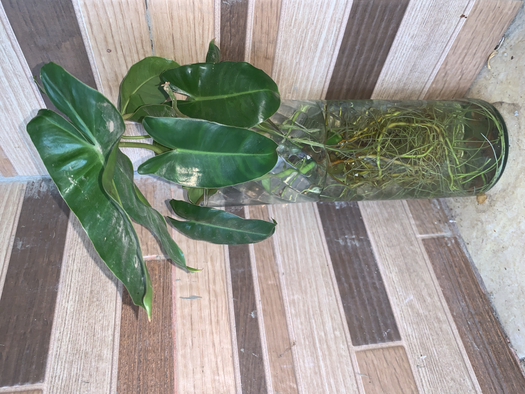 A philodendron plant with roots in water is resting horizontally on a tiled floor. The plant's green leaves are clustered towards the left side of the image, while the root-filled container extends to the right. The floor is composed of brown and tan rectangular tiles arranged in a striped pattern. Part of a light-colored, possibly concrete, surface is visible in the top right corner.
Given the user context of Santa Ana, Venezuela, it is presumed this scene is located there. However, this cannot be determined from the image alone. There are no other discernible objects, people, or interactions visible.