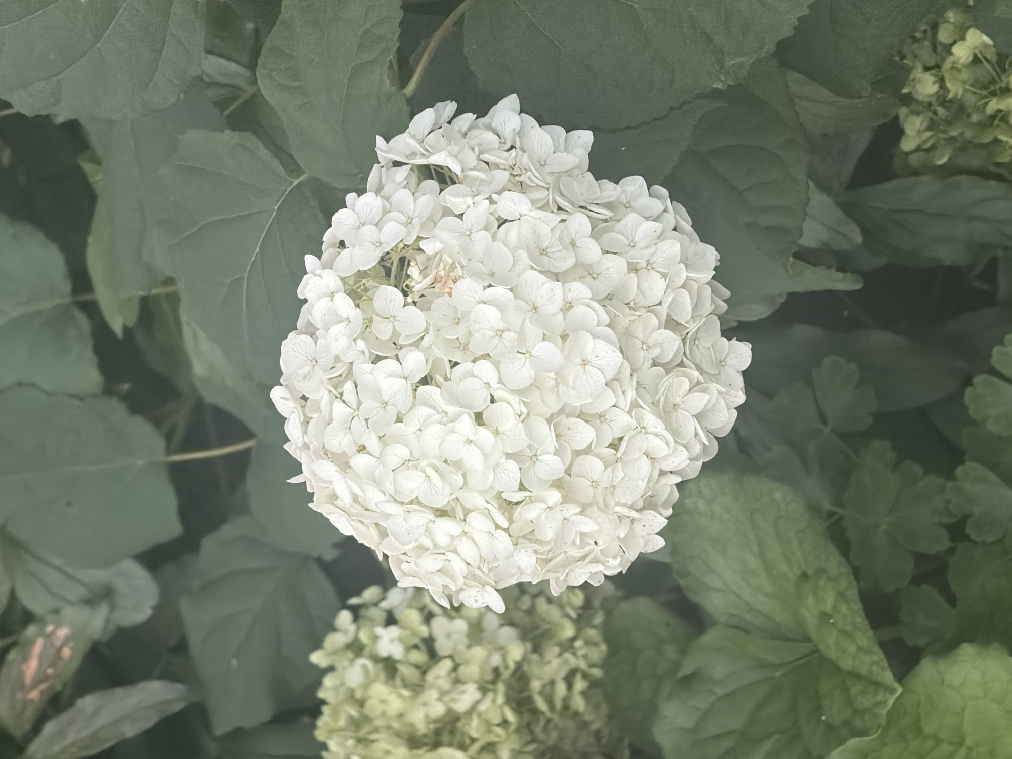 This is a close-up, eye-level, outdoor photograph of a cluster of white hydrangeas in bloom, set against a backdrop of large, dark green leaves. A smaller, partially faded, light green hydrangea bloom is visible to the left of the main subject. The lighting is soft and diffused, suggesting an overcast day or a shaded area. There are no people or animals present in the image. The scene appears to be a garden. The city of Novosibirsk, Russia, is not depicted in this image, nor are any elements that would specifically place it there.