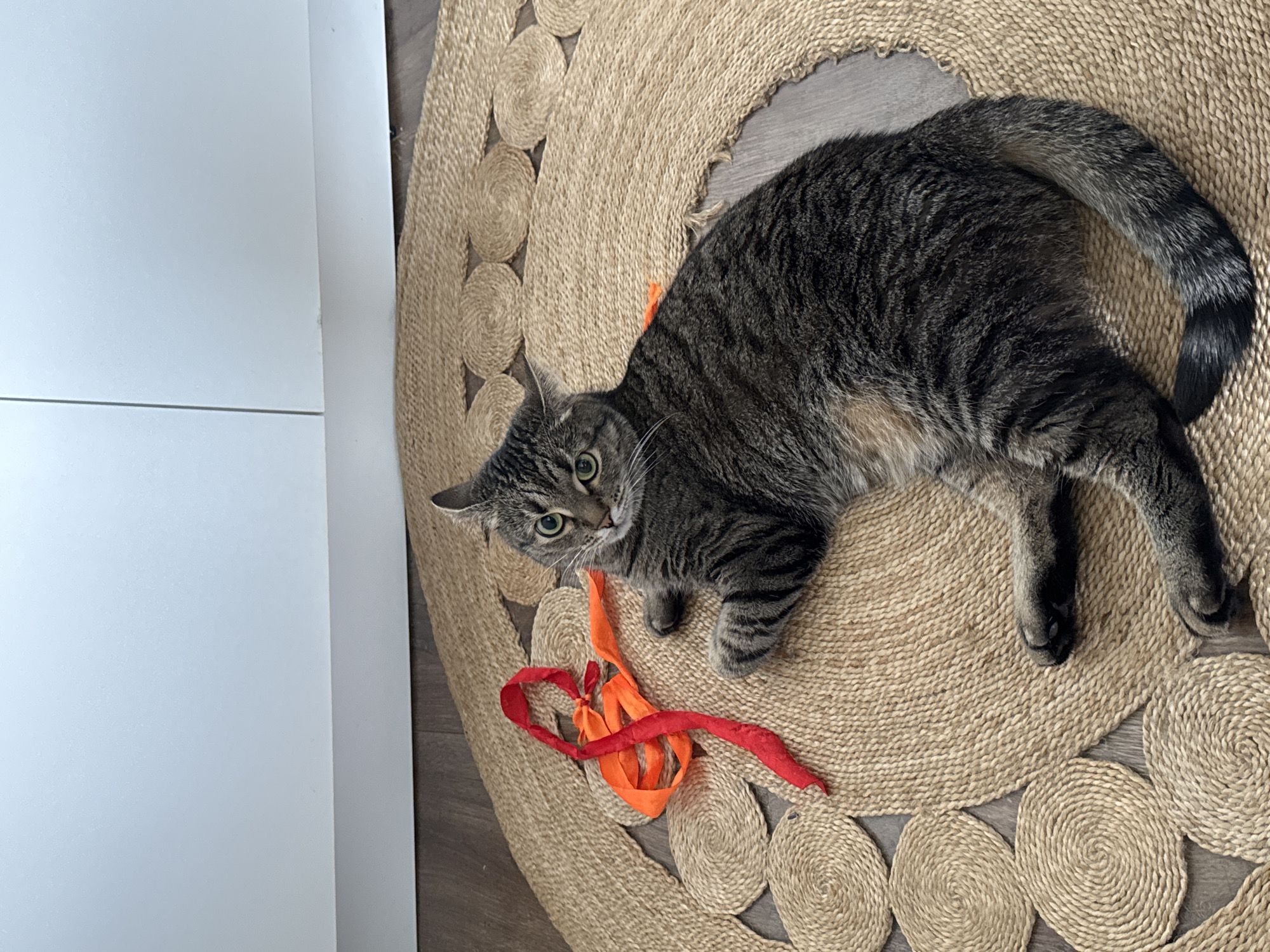 A tabby cat with green eyes lies on its side on a round jute rug. The cat is looking directly at the camera. To the left of the cat, on the rug, are two pieces of ribbon, one red and one orange, tied together. The rug is placed on a wooden floor. In the background, a white baseboard runs along the bottom of a white wall. The image does not contain enough information to determine the location in Moscow, Russia.