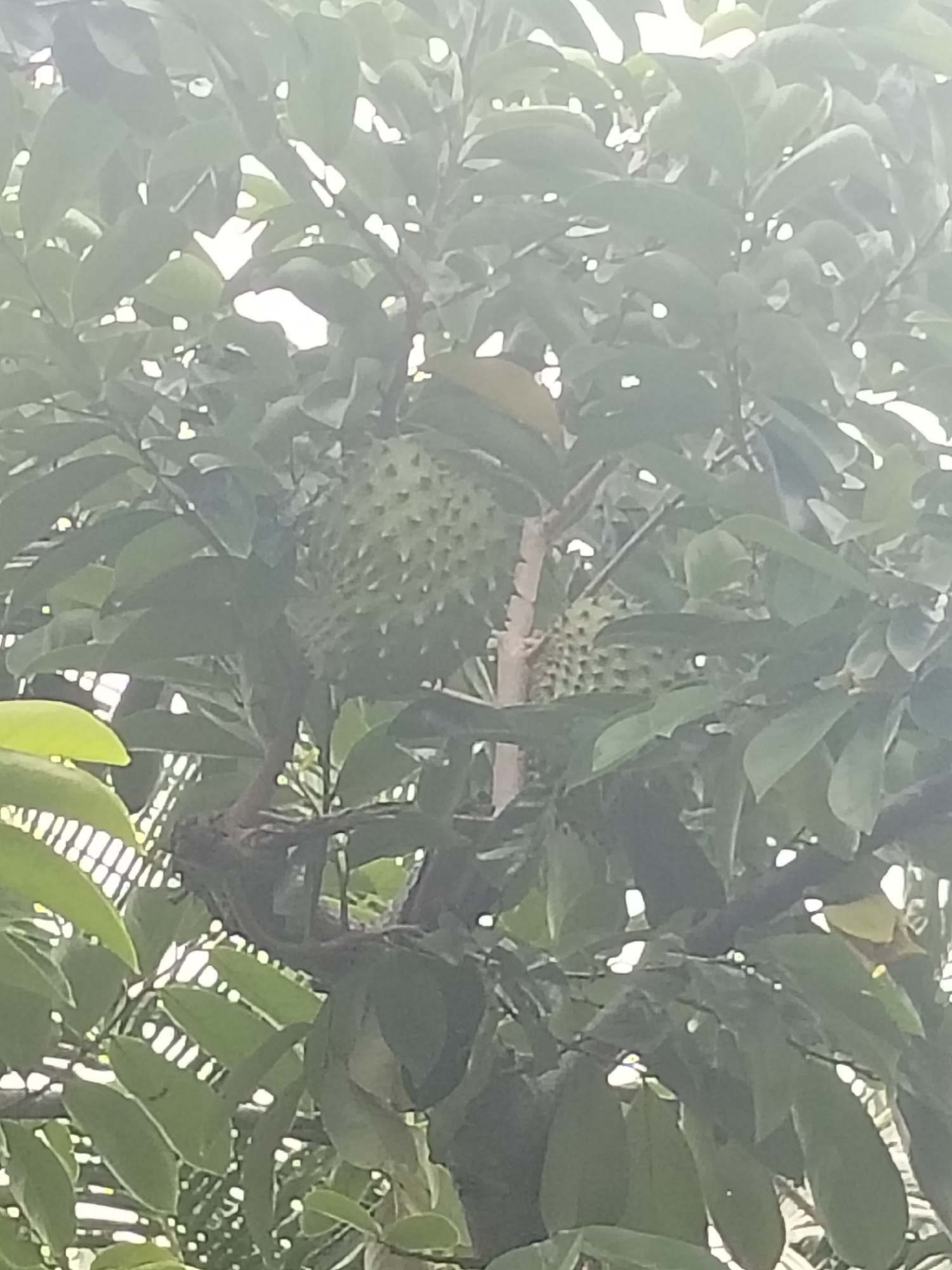 The image shows a soursop fruit growing on a tree. The fruit is green and has a spiky exterior. It is surrounded by large green leaves. The background is out of focus, but it appears to be a bright, sunny day. The image was taken in Meunyepayong, Indonesia.