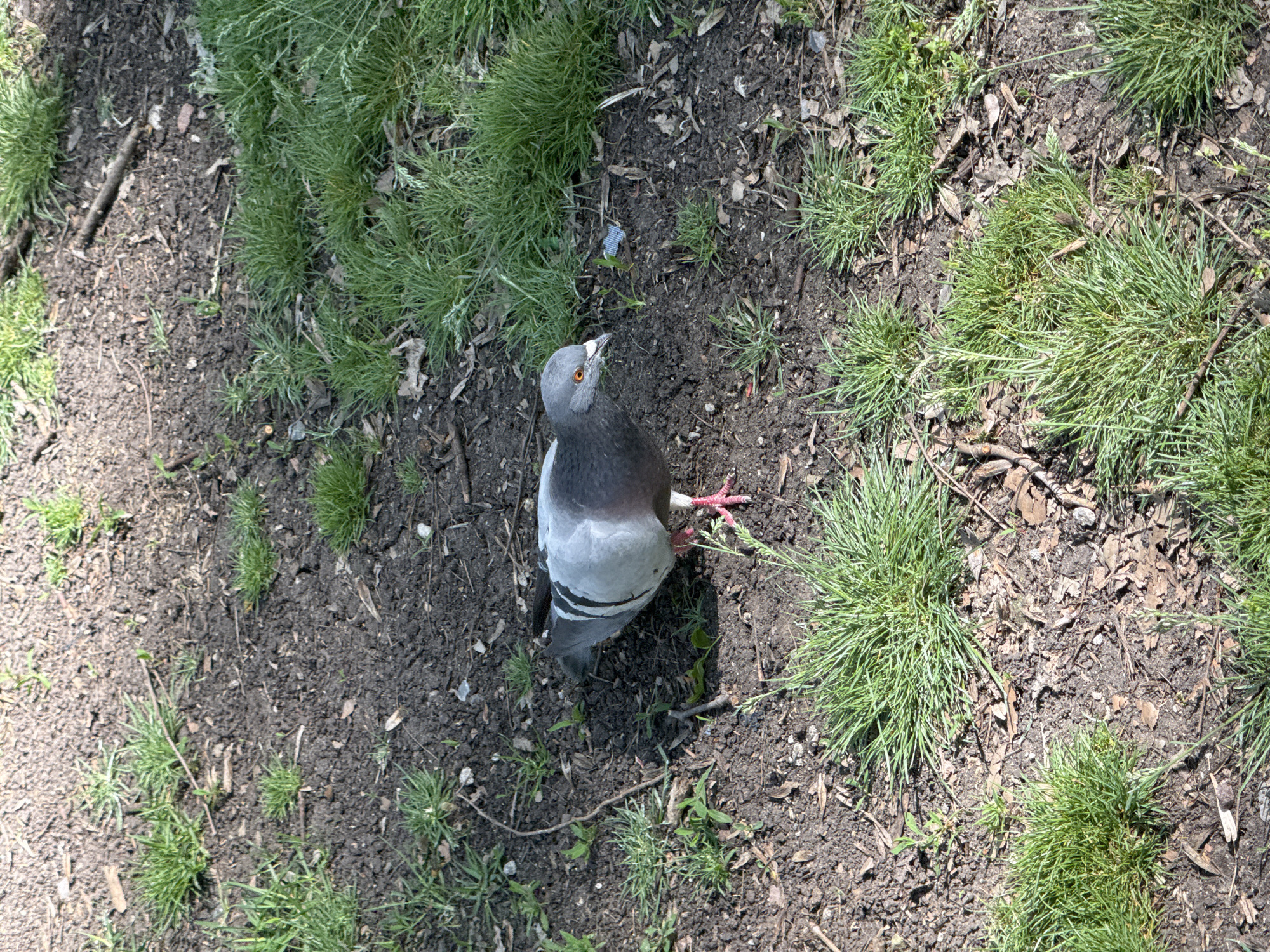 The image depicts a pigeon standing on soil in a grassy area. The pigeon has grey and white plumage, with red feet and an orange eye. The surrounding environment consists of patches of short, green grass interspersed with bare soil. The location is Sofia, Bulgaria.