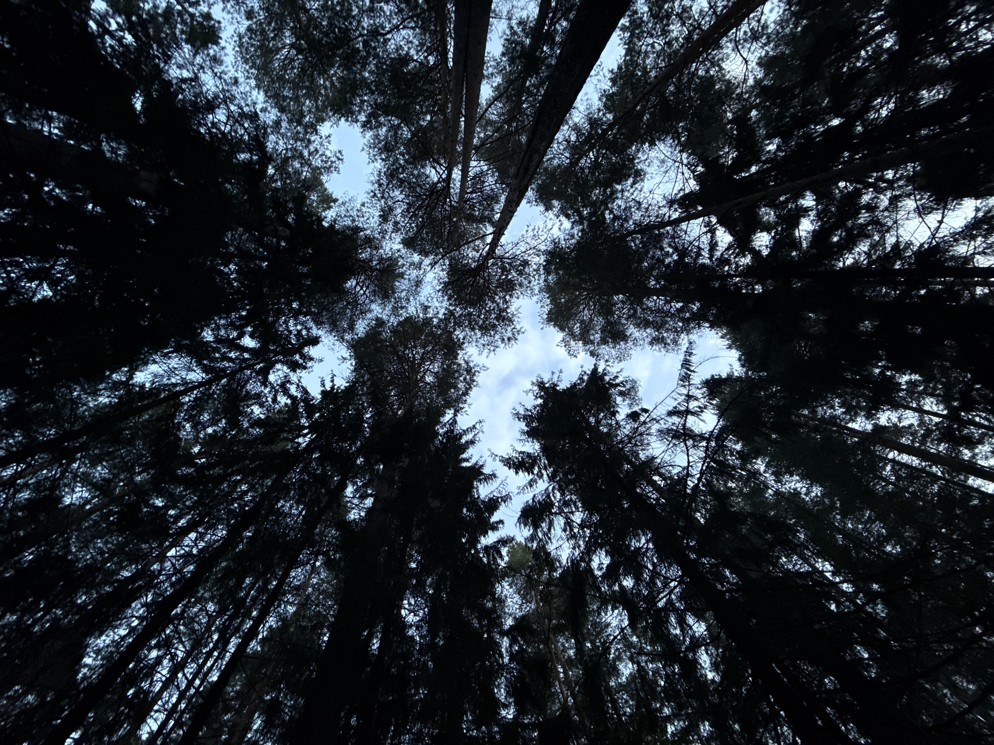 This is a low-angle shot looking up into a dense forest canopy from below, against a bright, cloudy sky. The trees, primarily conifers, are silhouetted against the sky, making their details indistinct. The trunks of the trees are tall and straight, with branches and needles creating a textured, dark mass that obscures much of the sky.
The image captures a natural scene within a forest, likely during daylight hours given the illuminated sky. The weather appears to be overcast or partly cloudy, with patches of blue sky visible through the dense foliage. There are no people or man-made objects visible in the frame. The overall impression is one of looking up from the forest floor, surrounded by the towering presence of the trees. The darkness of the foliage against the lighter sky creates a dramatic contrast.
The location context of Kamsskoye, Russia, suggests a typical boreal or temperate forest environment. The time of day is not precisely determinable, but the bright sky indicates it is not dawn or dusk. The mood conveyed is one of being immersed in nature, perhaps evoking a sense of awe or enclosure. There is no visible text in the image.