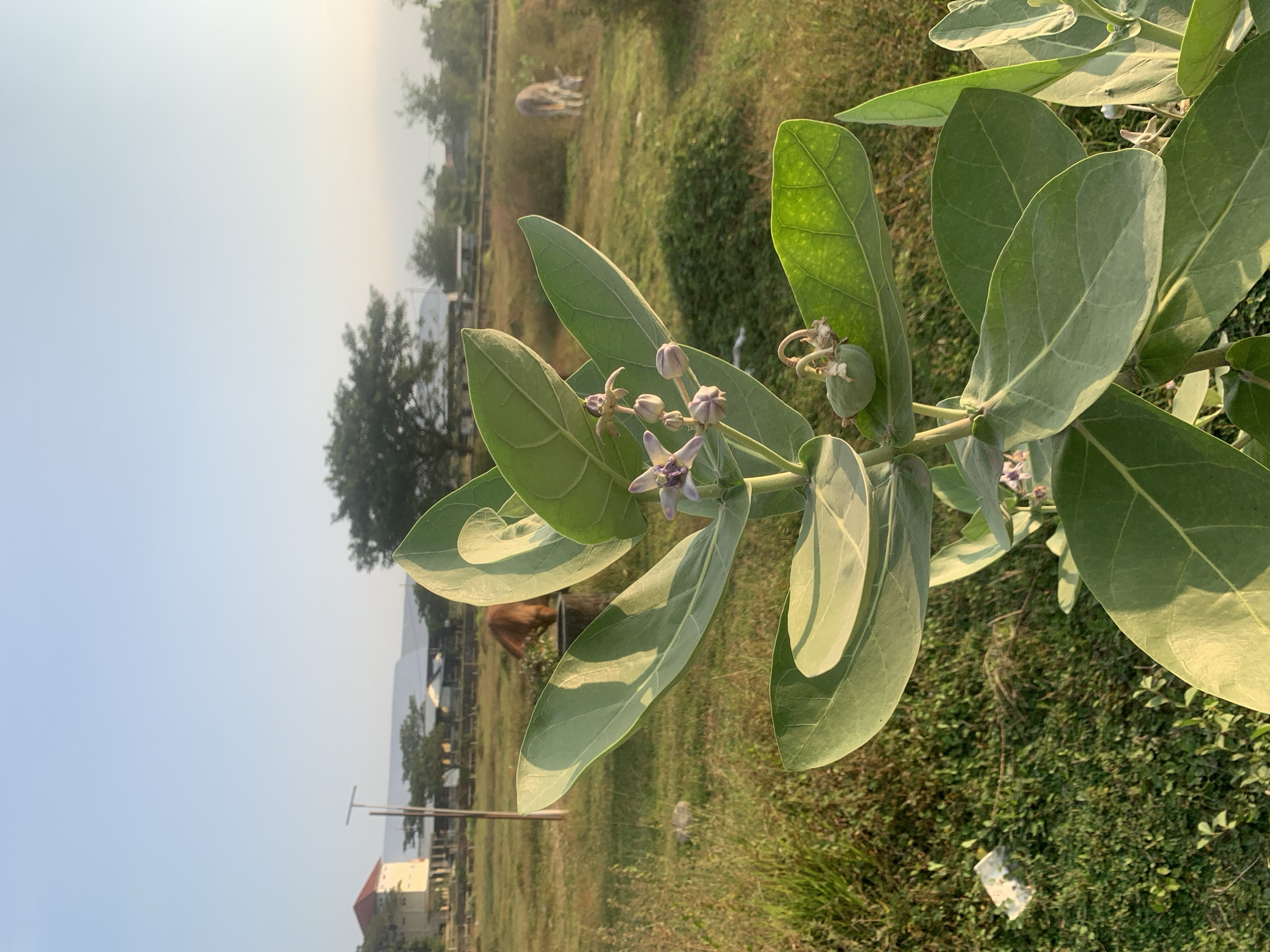 The image depicts a rural or semi-rural outdoor scene in Karas, Indonesia, during daylight hours with clear skies. In the immediate foreground, a *Calotropis gigantea* plant is prominently featured, displaying large, light-green, ovate leaves with visible venation. The plant bears several small, light-purple, crown-shaped flowers, numerous flower buds, and one green, ovoid, pod-like fruit. The sunlight illuminates the plant from the right, creating highlights on the leaves.
In the midground to the left, a brown cow is observed with its head lowered into a dark, cylindrical feeder or trough. To the right in the midground, a lighter-colored cow, possibly white or light grey, is visible grazing in an open grassy field. The ground is covered with a mix of green and dry grasses, with some sparse foliage closer to the viewer and a piece of white debris near the bottom left.
In the background, on the left, stands a light-colored building with a distinct reddish-orange conical roof, resembling a water tower or similar structure. Adjacent to it is a tall, slender metal pole. To the center and right in the background, several white- or light-colored rectangular buildings with large roofs are present, suggesting an agricultural or industrial complex. Distant trees form a natural horizon line against a pale blue sky.