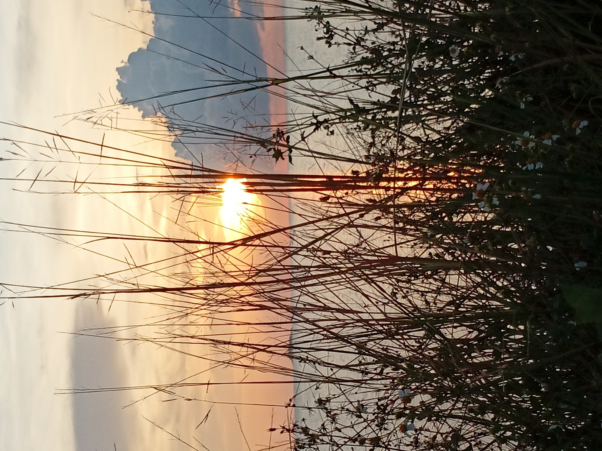 Captured in Baan Wok Tum, Thailand, the image presents a sunset view obstructed by foreground vegetation. The sun is centrally positioned, its light piercing through a veil of tall grass and leafy plants. The sky is a blend of soft hues, transitioning from light oranges and yellows near the sun to muted grays and blues towards the upper left, hinting at cloud cover. Below the sun, a body of water, possibly the sea or a lake, mirrors the colors of the sky. The vegetation in the foreground is dense, with individual stalks and leaves creating a complex web of dark shapes silhouetted against the vibrant sunset. Small white flowers are interspersed within the foliage.