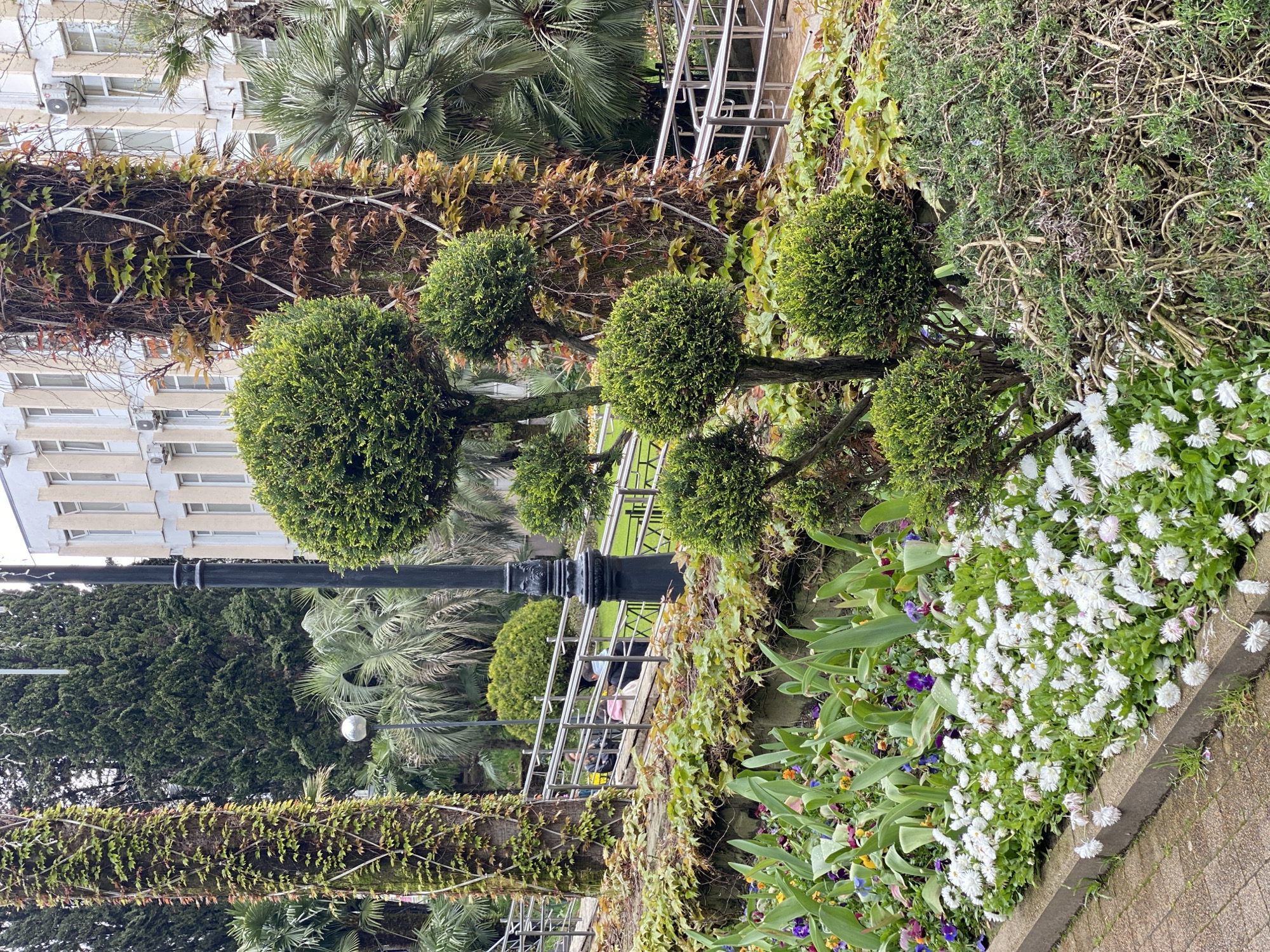 This image captures a vibrant, well-maintained park or garden scene, consistent with a subtropical climate like Sochi, Russia. The perspective looks across a richly vegetated area, featuring a mix of cultivated plants and natural growth.
In the immediate foreground, a lush flower bed is dominated by numerous white, daisy-like flowers. Alongside them, colorful pansies or violas in shades of purple, yellow, and orange add splashes of contrast. A light-colored paved pathway or sidewalk is visible along the lower right edge.
The mid-ground is characterized by a series of neatly sculpted topiary shrubs, meticulously shaped into spherical forms. Behind these, a prominent black lamppost with an ornate base stands vertically. Several tree trunks are visible, heavily covered in climbing vines; some vines bear fresh green leaves, while others display autumn-like reddish-brown foliage. A silver-colored metal railing stretches horizontally across the mid-ground, behind which two individuals are partially visible, sitting in a relaxed posture, one appearing to have a pink bag.
The background features a diverse canopy of trees, including large palm trees with distinctive fan-shaped fronds and dense evergreen trees, possibly cypresses or similar conifers. On the left side of the background, a light-colored building with multiple windows and visible air conditioning units suggests an urban or residential setting adjacent to the green space. Another distant street lamp globe can be faintly seen nestled among the background trees.
The scene is illuminated by soft, even daylight, indicative of an overcast sky or diffused light, as there are no strong shadows. The overall atmosphere conveys a sense of natural beauty and peaceful leisure within an urban environment. No visible text is present in the image.