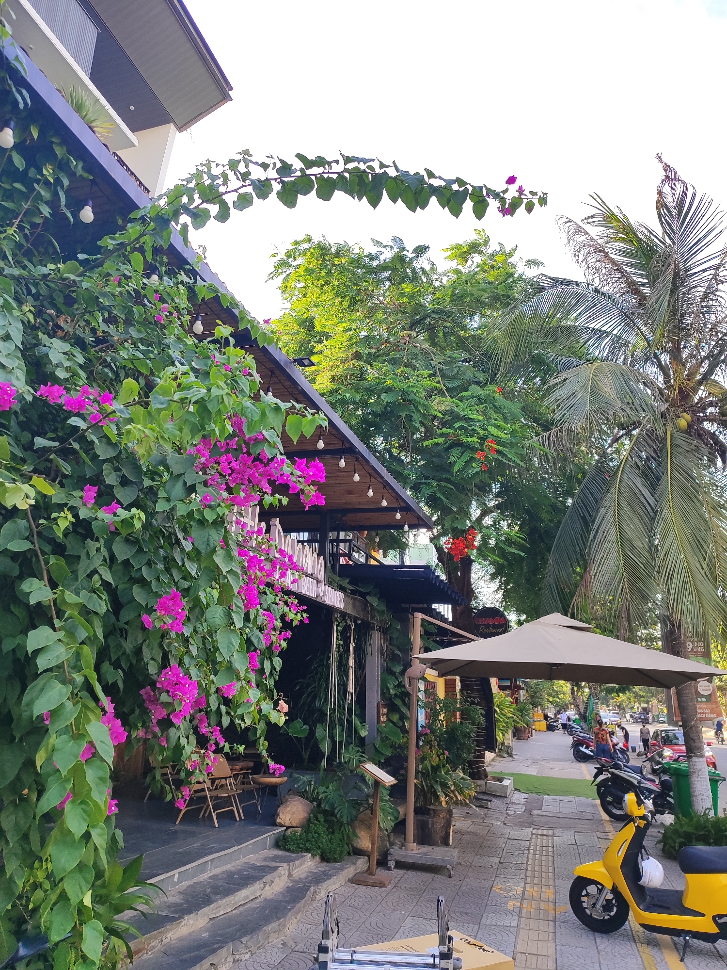 This is a photograph of a street-side cafe or restaurant in Đà Nẵng, Vietnam, likely in an urban area with lush vegetation and a tropical climate. The establishment features a dark-colored roof supported by wooden beams, with string lights illuminating the covered outdoor seating area. A prominent feature is the vibrant pink bougainvillea vine that cascades down the side of the building and along the railing of an elevated section.
In the foreground, to the left, a stone staircase leads up to the cafe. Several wooden chairs and small tables are arranged on the dark-toned patio area, partially obscured by the dense foliage. To the right, a beige outdoor umbrella shades a section of the sidewalk. The sidewalk is paved with grey and yellow patterned tiles.
A bright yellow scooter is parked on the sidewalk, its front wheel angled towards the street. Behind it, several other motorcycles and scooters are parked along the curb. A few people are visible walking and standing on the sidewalk further down the street, suggesting a bustling urban environment. Greenery is abundant, with trees and plants surrounding the cafe and lining the street. A palm tree with coconuts stands to the right of the building. The sky is bright, indicating daytime. Signs are visible on the buildings, though difficult to read clearly. One sign, partially obscured by the umbrella, appears to read "CHÂNH RESTAURANT".
