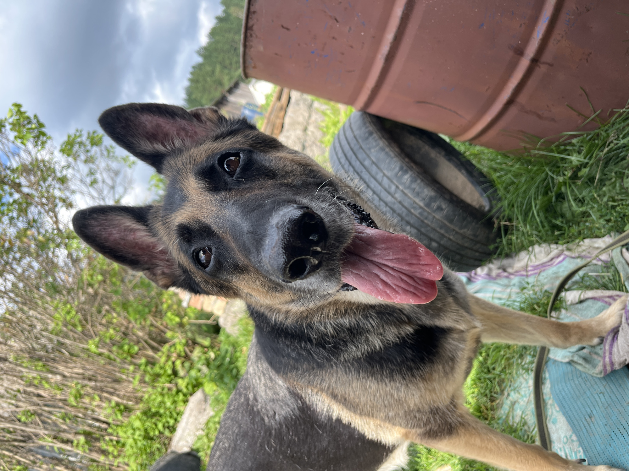 A German Shepherd dog is pictured in an outdoor setting, with its tongue hanging out. The dog is predominantly brown and black, with erect ears and dark eyes. It is standing on grass, with various objects in the background. To the right of the dog is a large, rusty metal barrel. Behind the barrel, a tire is visible. In the background, there are trees and a cloudy sky. The image was taken in Nizhny Tagil, Russia.