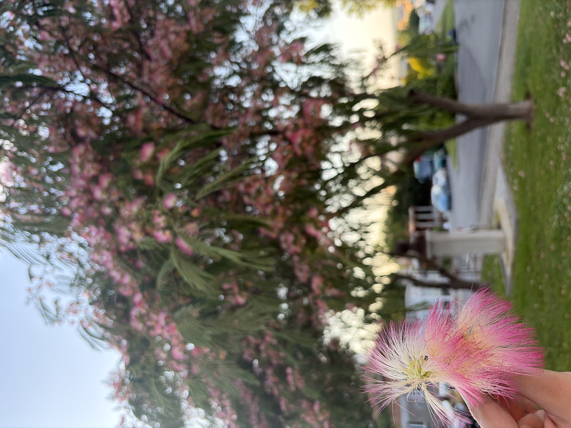 A close-up shot of a person's hand holding a delicate, fluffy pink and white flower, likely a Mimosa flower, is in the foreground. The flower's fine, wispy petals are clearly defined against the blurred background. In the mid-ground and background, a large tree with abundant pink blossoms and green foliage dominates the scene. The tree's branches hang low, creating a canopy effect. Behind the tree, a street is visible with a few cars parked and driving, suggesting a residential or public area. A white, cylindrical structure with a bust on top stands in the mid-ground, to the right of the hand holding the flower. The setting appears to be a park or a garden area with green grass and scattered small pink flowers. The sky above is a pale blue, indicating it might be early morning or late afternoon. The overall image has a soft focus, with the foreground subject being the sharpest element. The location is identified as Obzor, Bulgaria.