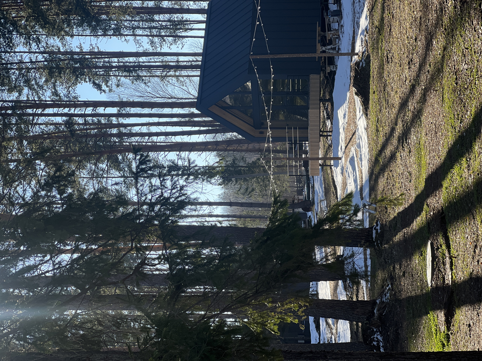 A ground-level, rotated view of an exterior scene shows a modern building amidst a forest of tall, thin trees. The building has a dark blue, gabled roof and a large window. String lights are draped near the front of the building. Patches of snow are visible on the ground. The ground is covered in dirt, moss, and fallen leaves, and is under dappled sunlight. The location is identified as Мишкино, Russia.