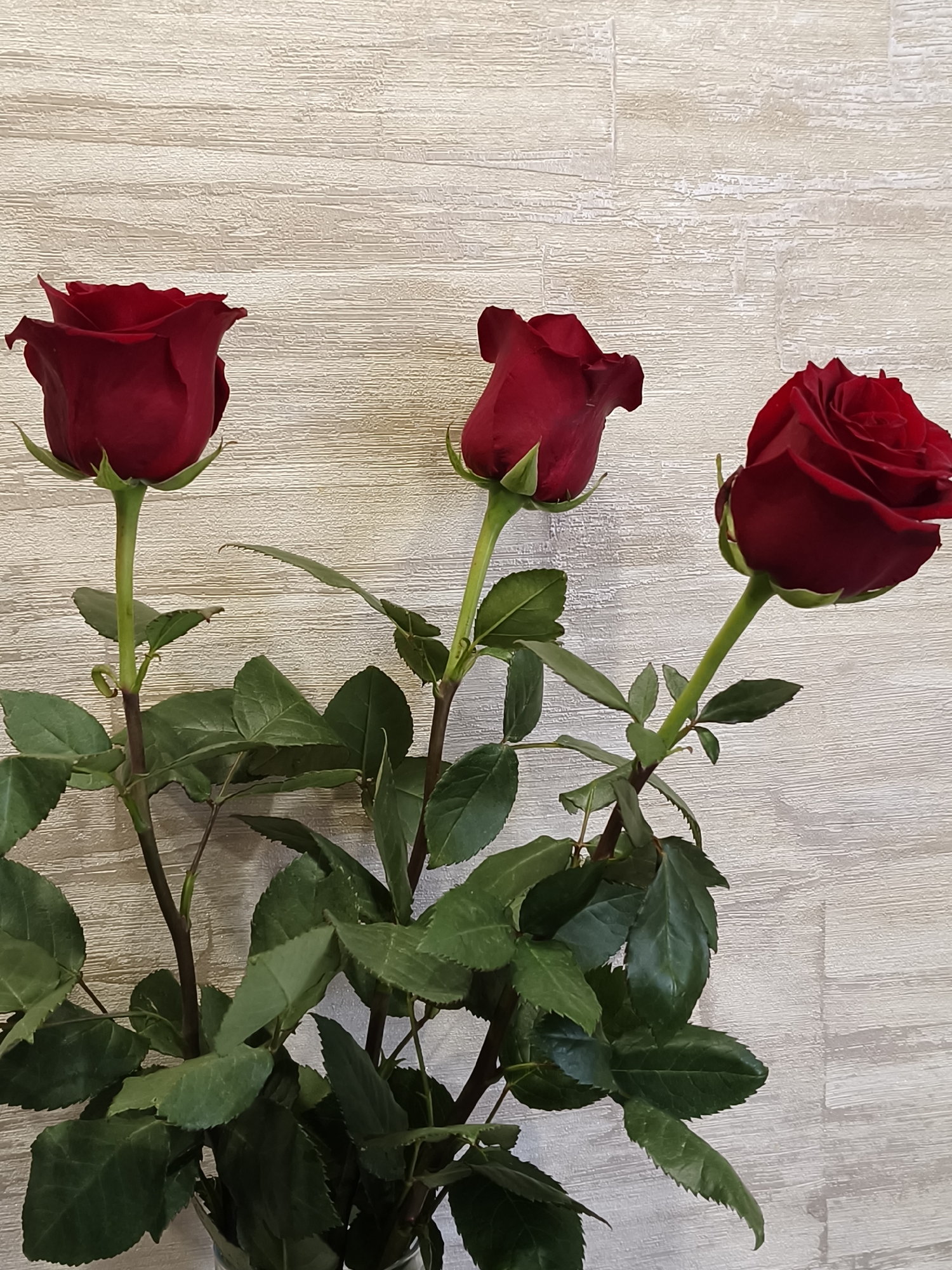 A still life image depicts three red roses in a vase against a textured, light-colored wall. The roses are fully bloomed and positioned at varying heights. The stems are visible, bearing numerous green leaves. The vase is not fully visible, obscured by the leaves and stems. The background wall has a wood-grain pattern. There is no indication of the location in the city of Kryvyi Rih, Ukraine.