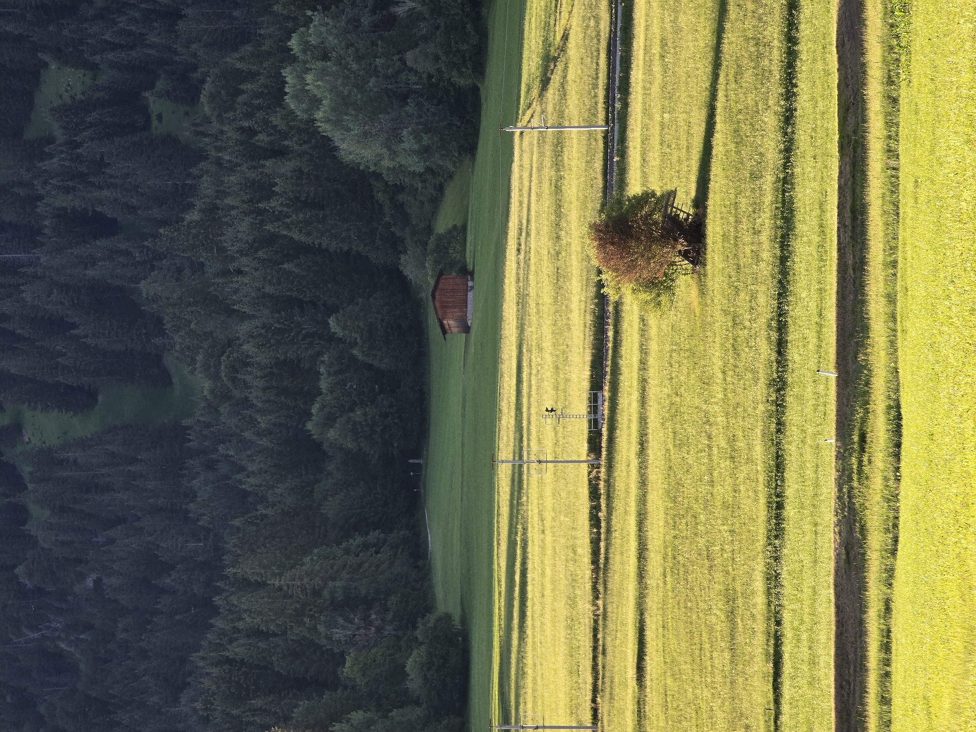The image shows a rural landscape in Lermoos, Austria, during daylight. The scene is dominated by rolling green fields, with distinct horizontal lines possibly indicating cultivation or grazing areas. In the mid-ground, a small wooden structure, likely a shed or barn, is visible amidst the greenery. Two utility poles with overhead wires are also present, suggesting the presence of infrastructure. A single, bushy tree with reddish-brown foliage stands in the middle of a field, casting a long shadow. The background features a dense, dark green forest covering a hillside, and beyond that, hints of the sky suggest fair weather. The lighting indicates it may be late afternoon or early morning, with sunlight casting long shadows across the fields. There are no people or animals visible in the frame.