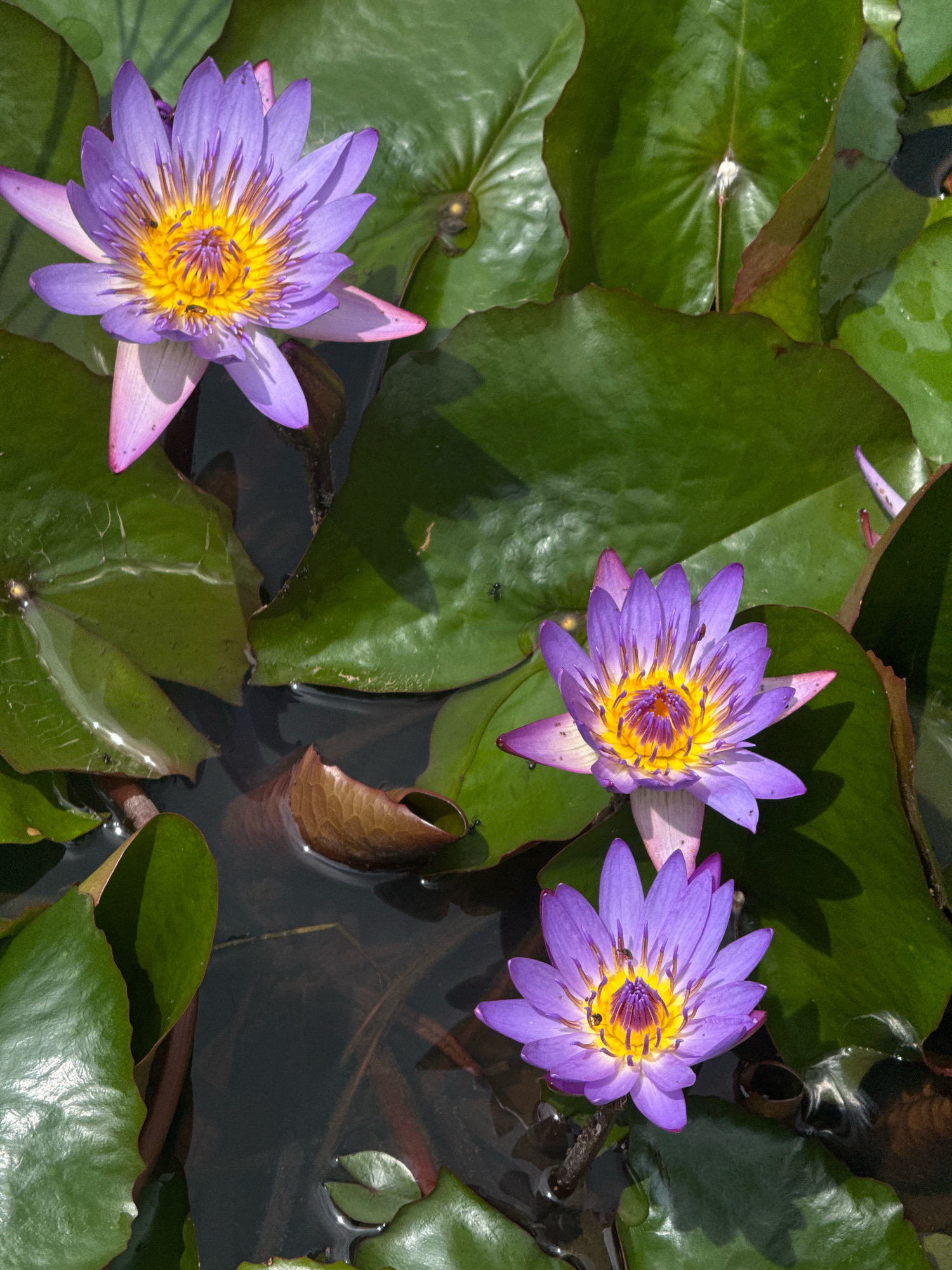 This is a close-up, eye-level shot of three vibrant purple water lilies with yellow centers floating on dark water surrounded by large, glossy green lily pads. Two of the water lilies are in full bloom, showcasing their delicate petals and intricate stamen. One of the full blooms has two small insects, likely bees, on its yellow center. The third water lily, partially obscured by a lily pad, is also in bloom, with its petals fanning out. The water is dark and reflects the colors of the flowers and leaves. The overall scene is one of natural beauty and tranquility, with the water lilies appearing to be in a serene pond or natural body of water. The image does not provide any specific indicators of location within the city of Unknown, Vietnam, or any details regarding people, actions, or interactions.