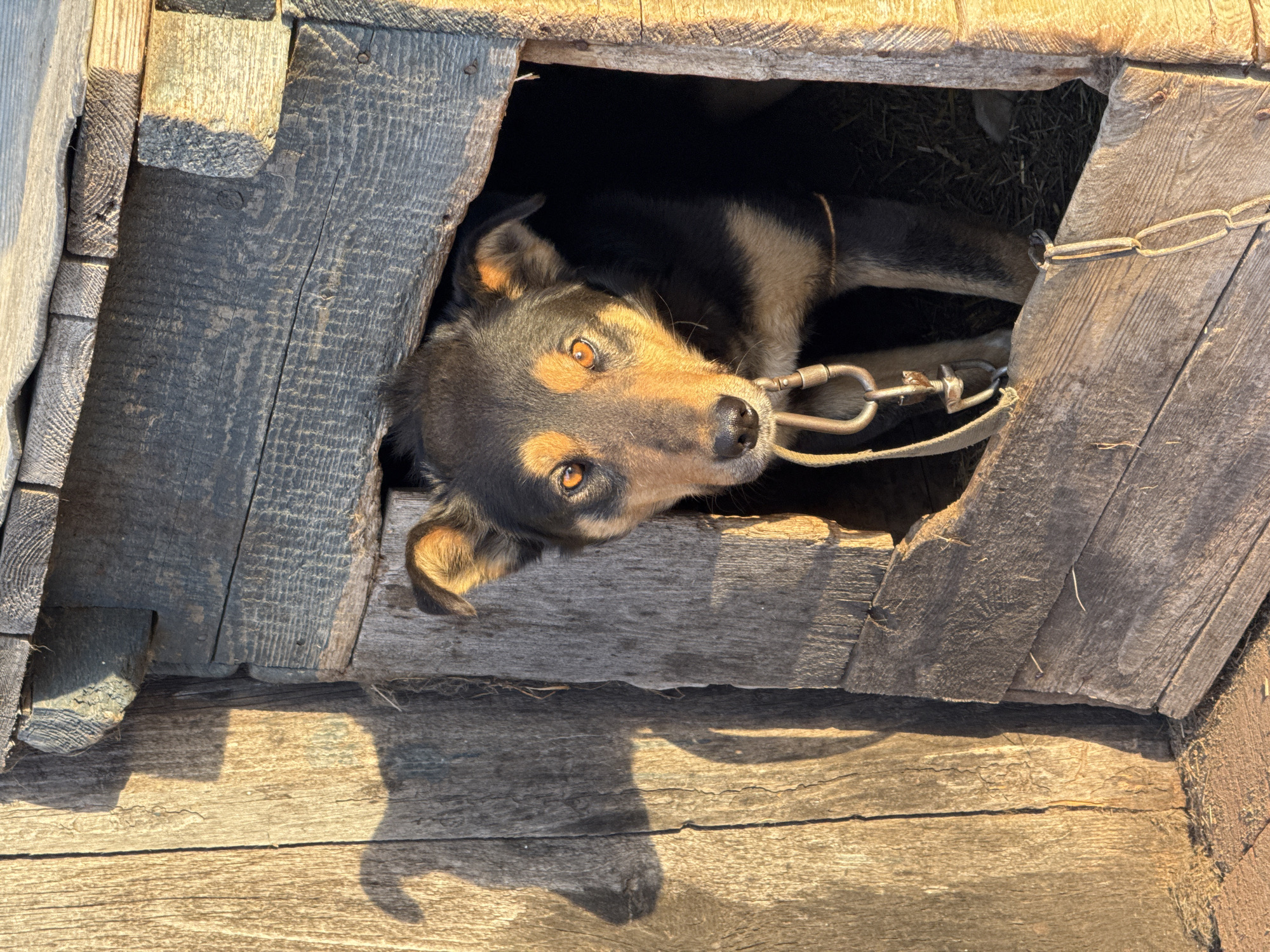 A medium-sized dog with black and tan fur is inside a wooden doghouse. The dog is chained and looking at the camera. The doghouse is located in Гаревая, Russia.