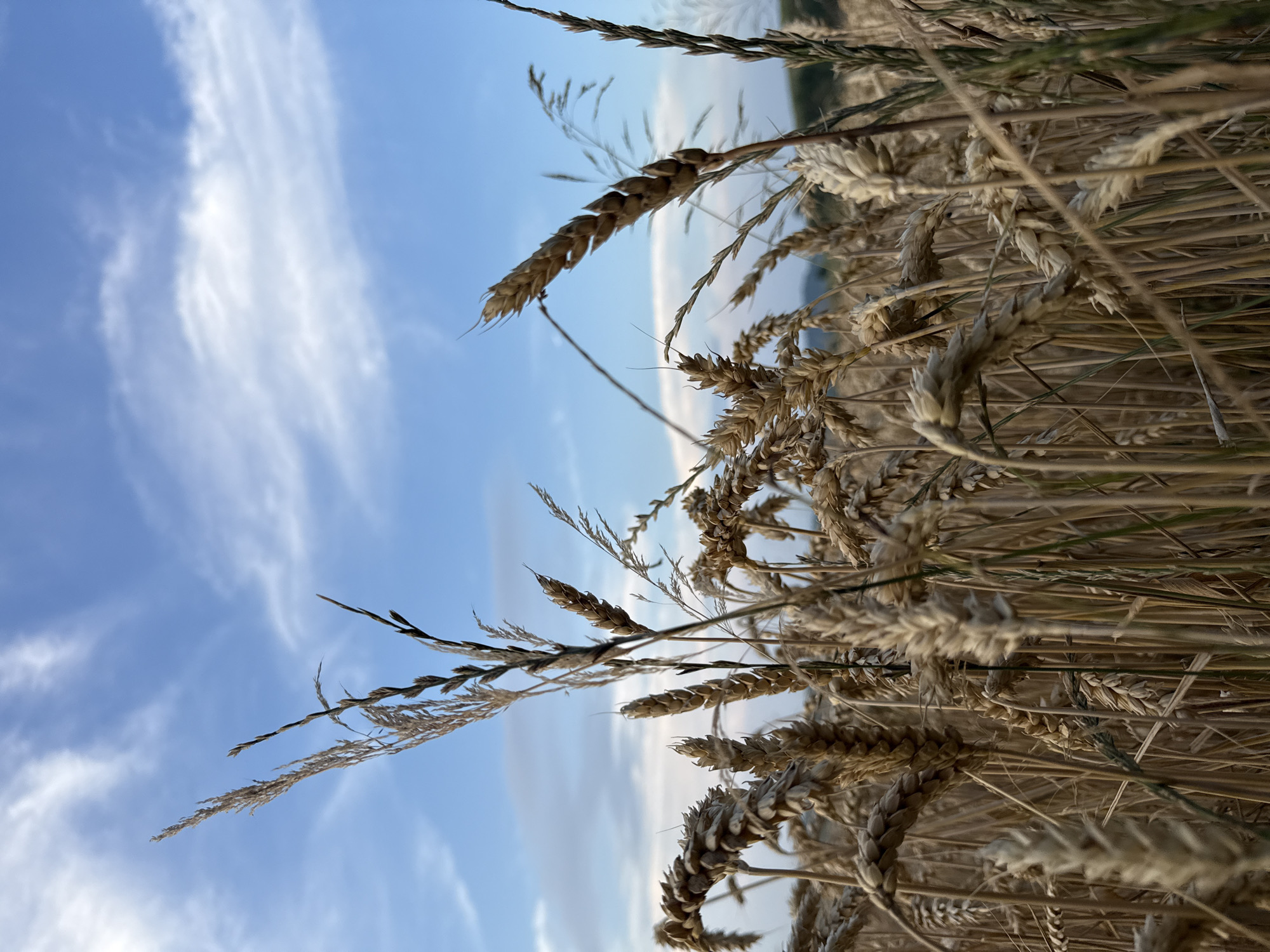 The image depicts a close-up view of a wheat field under a blue sky with scattered clouds. The wheat stalks are dry and golden, suggesting it is harvest time. The perspective is low, looking up through the stalks towards the sky. Some individual wheat heads are in sharp focus, while others are blurred, creating a sense of depth. The sky is a vibrant blue with wispy white clouds, some of which are catching the light. There are no people or animals visible in the frame. The environment appears to be rural, with rolling hills visible in the far background, dimly lit by the sky's light. The overall impression is one of natural beauty and the abundance of a ripe harvest.