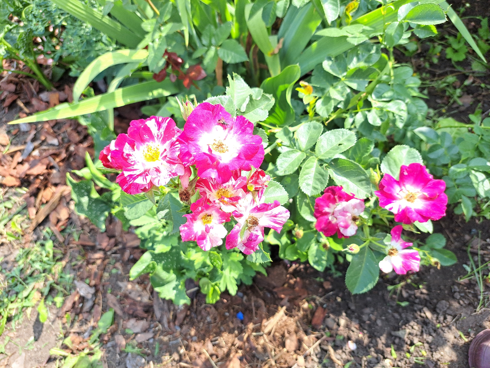A close-up, high-angle outdoor shot shows a cluster of brightly colored pink and white striped rose flowers in bloom. The roses have a delicate appearance with visible stamens in the center. Surrounding the flowers is lush green foliage, with some leaves showing signs of wilting or browning. The ground beneath is a mixture of dark soil and wood chips, with scattered dried leaves and a few blades of grass. The lighting suggests a sunny day, casting shadows on the ground. There are no people or buildings visible in this urban garden setting in Chernsk, Russia.