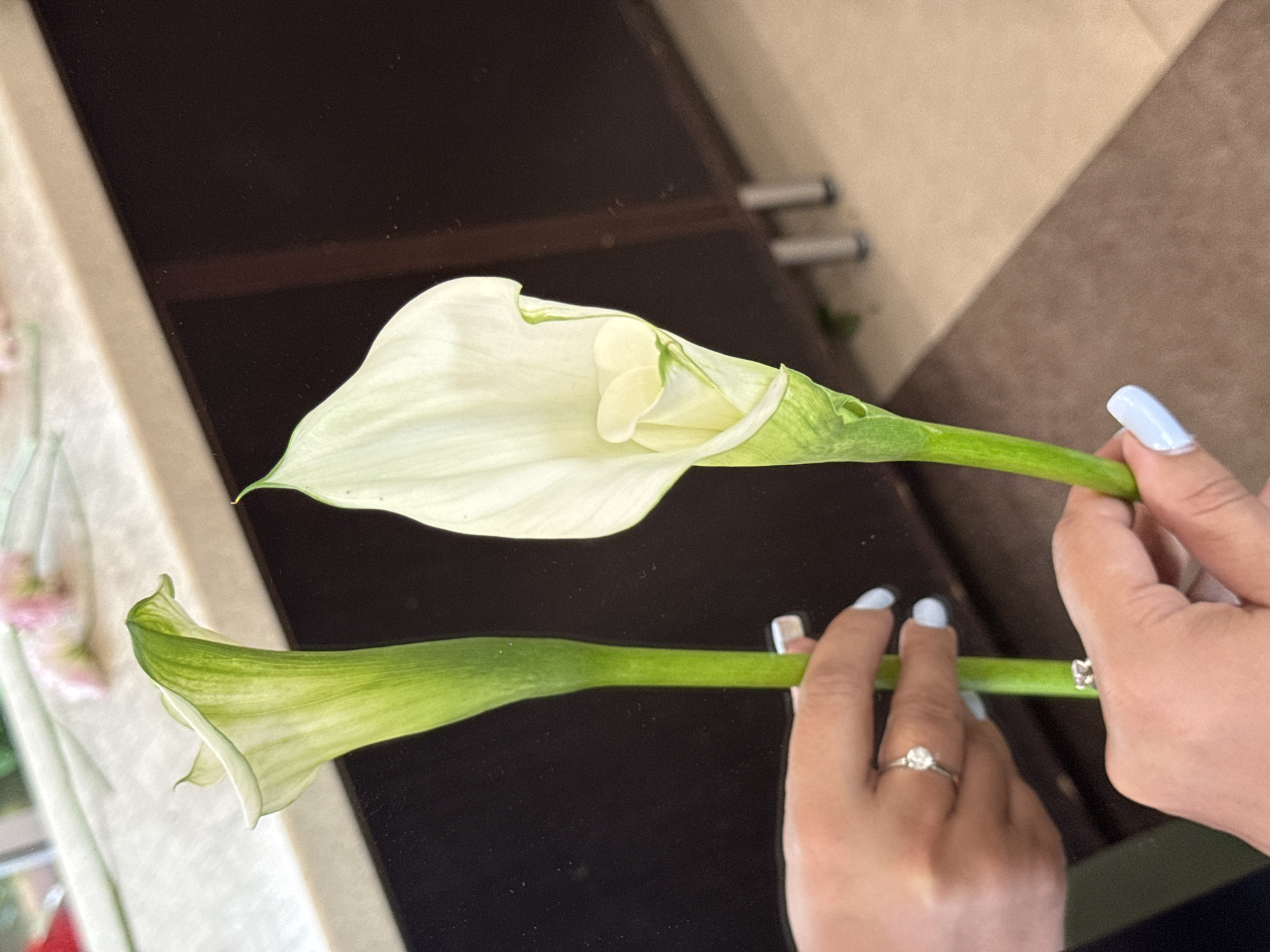 This is a close-up, eye-level photograph of two white calla lilies, each held by a person's hands. The flowers are oriented vertically, with their spathes facing upwards and slightly to the right. The stems are thick and green, and the spathes are a creamy white with green accents along the edges and veins. Both flowers have a central spadix that is a pale yellow-green.
The hands holding the flowers have light skin tones. The hands are adorned with light blue nail polish. One hand, in the lower portion of the frame, wears a silver ring on its ring finger. The other hand, visible in the upper left, also wears a similar silver ring with a small, clear stone on its ring finger.
The background is blurred but appears to be an indoor setting. A countertop, possibly marble or a similar material, is visible in the upper portion of the image, with some out-of-focus pink floral elements resting on it. Behind the flowers, a dark, polished surface, possibly cabinetry or a wall, is present. Further in the background, the floor is visible, with a light beige tile pattern. The overall lighting suggests a well-lit indoor environment. There are no specific visual cues in the image to indicate the location is Assinovskaya, Russia.